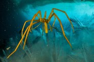 Sea Spider Labeled