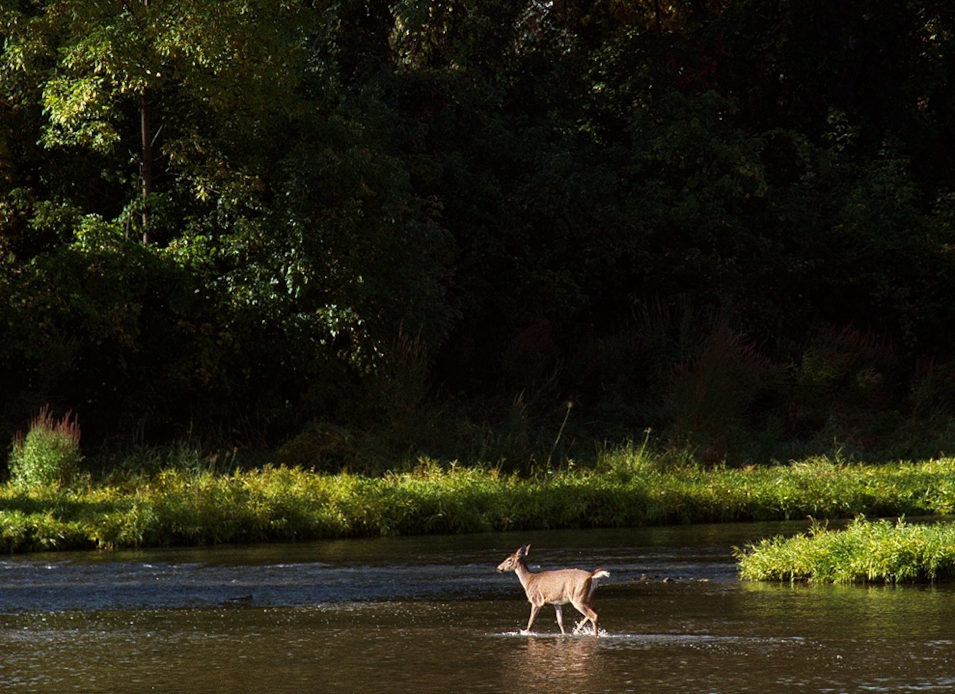 A deer walks through River Raisin, one of America's newest national parks.