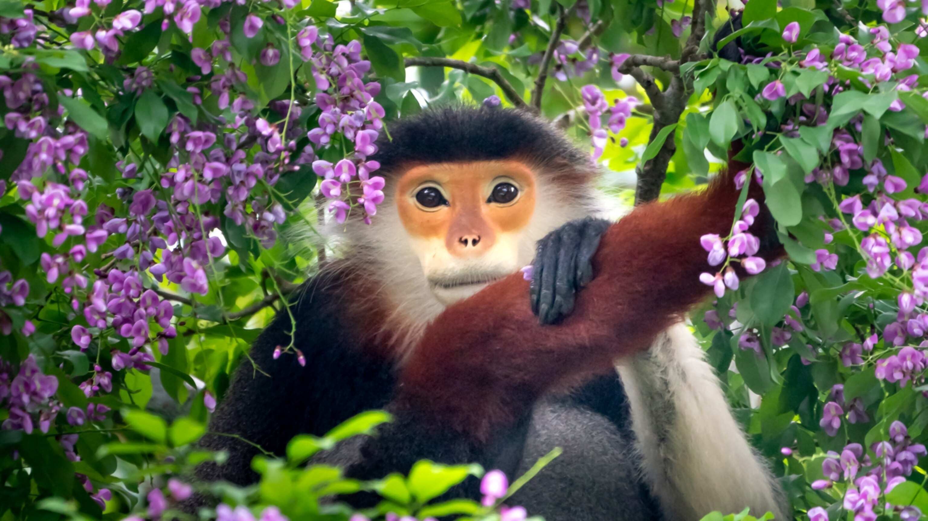 NATURAL MOUNTAIN MONKEYS × BALLISTICS NOVITA 120mm ノビタ カーミットチェア ブラック