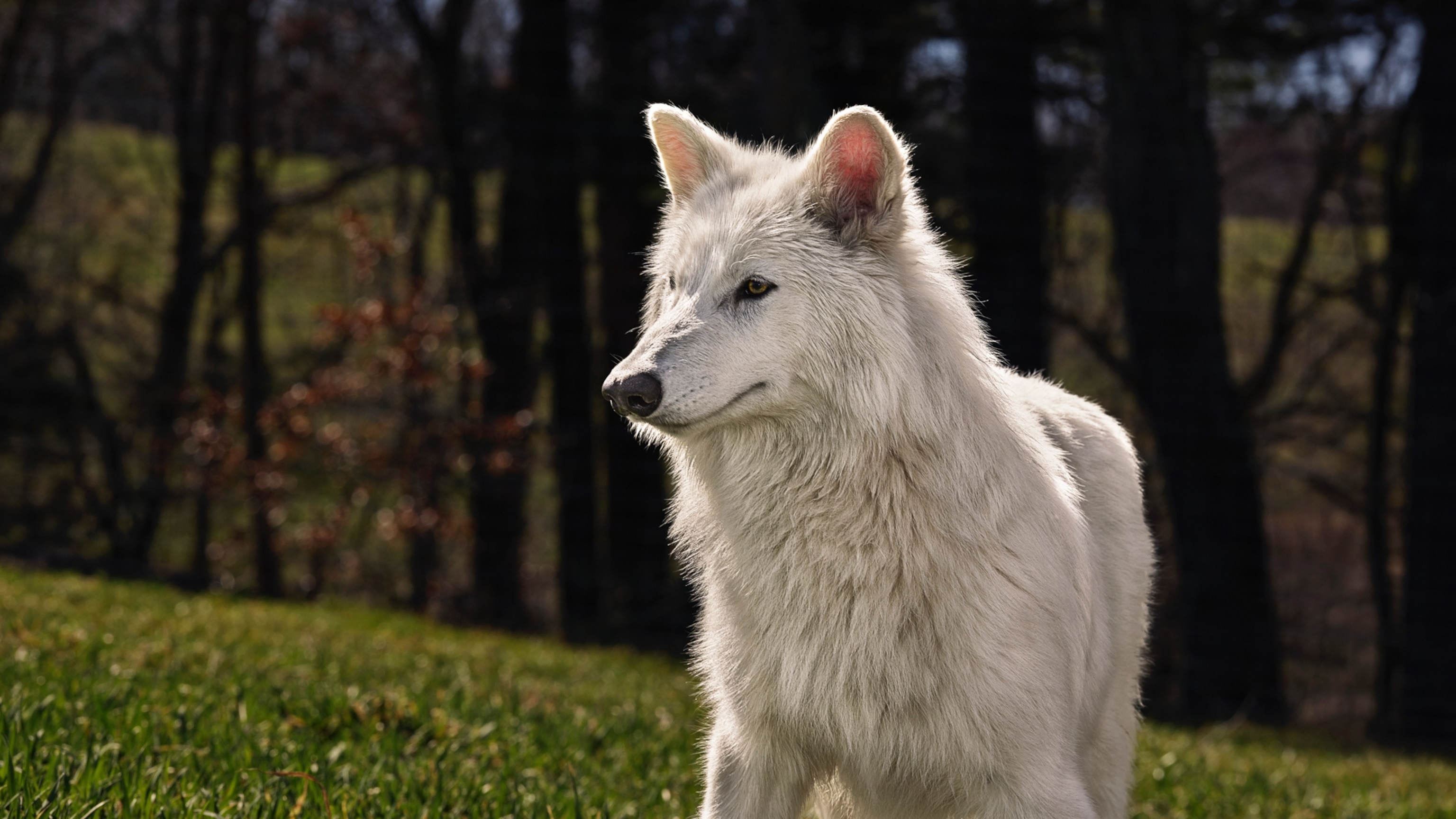 Is this really a dire wolf? Here’s how the ‘de-extinct’ pups compare to the real thing.