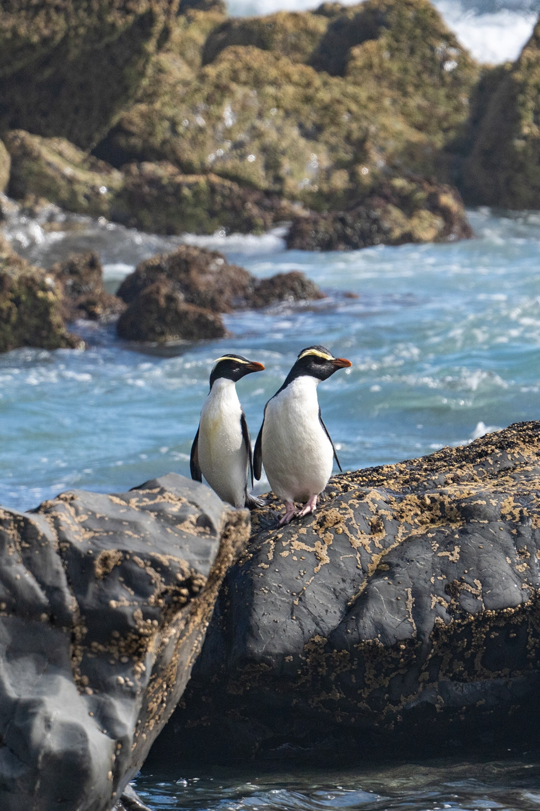 Two penguins on rocky shore.
