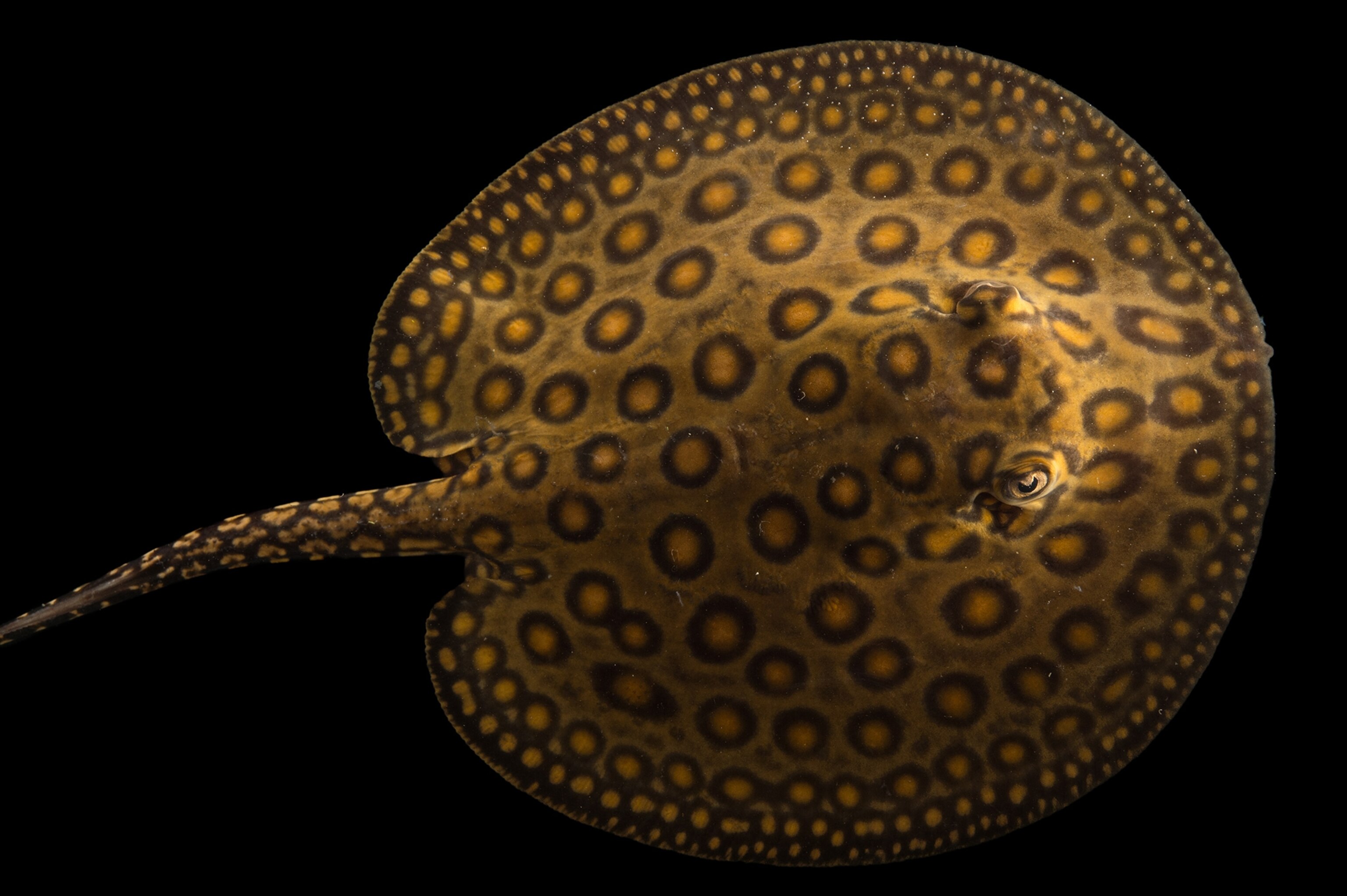 a ocellate river stingray