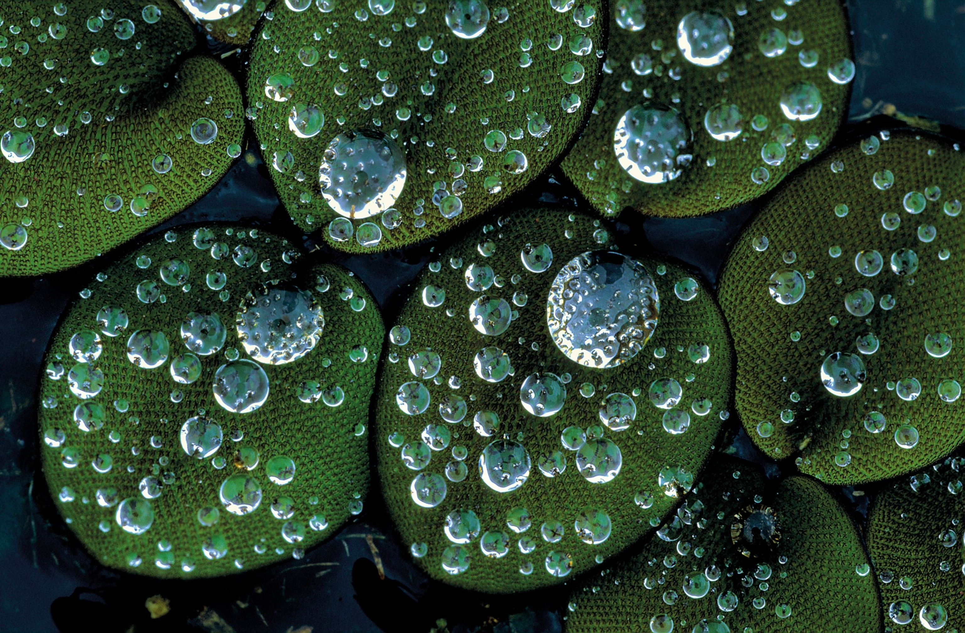 raindrops on plants