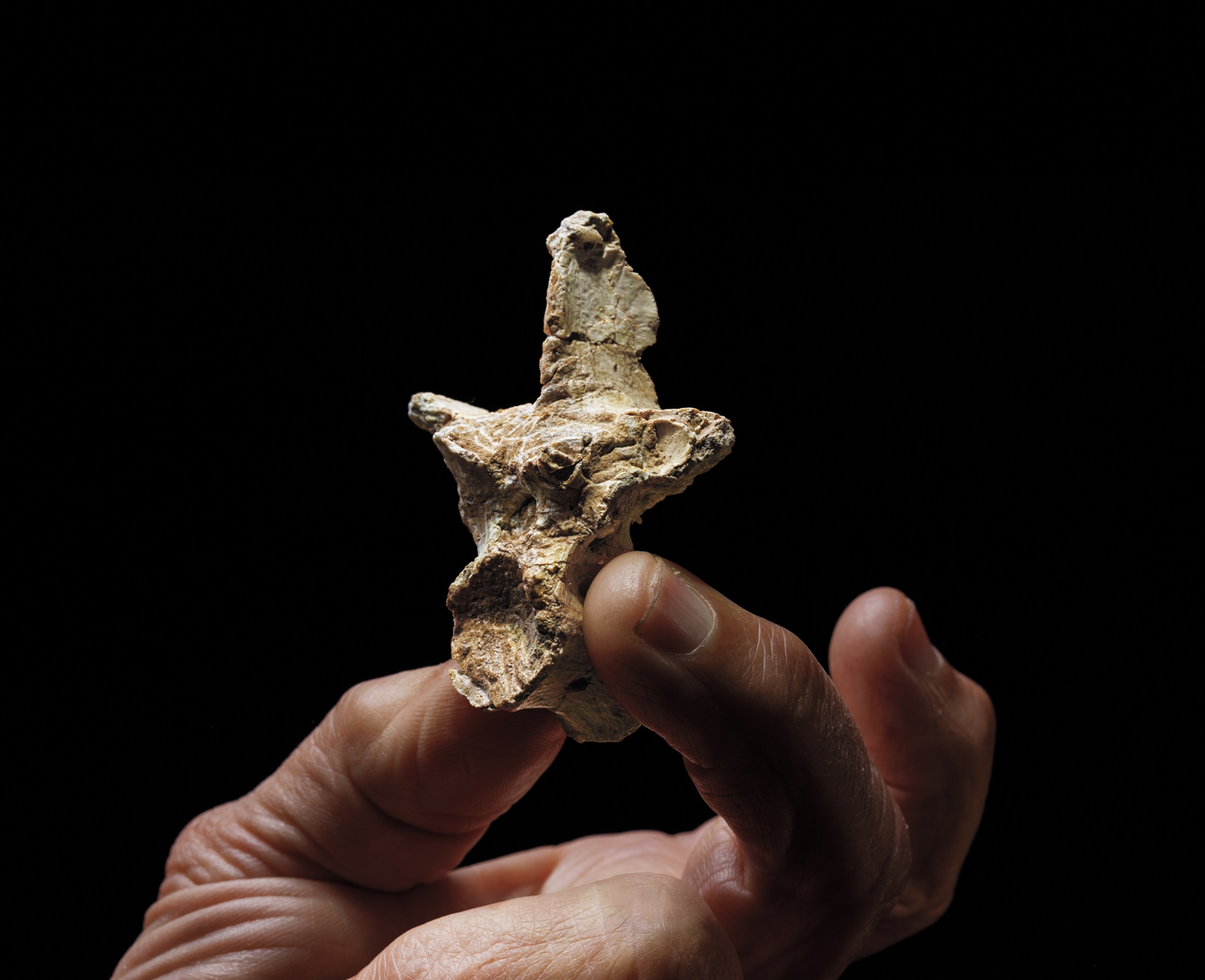 Closeup of a fragment of Variraptor Mechinorum pinched between two fingers