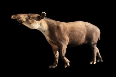 a male bairds tapir