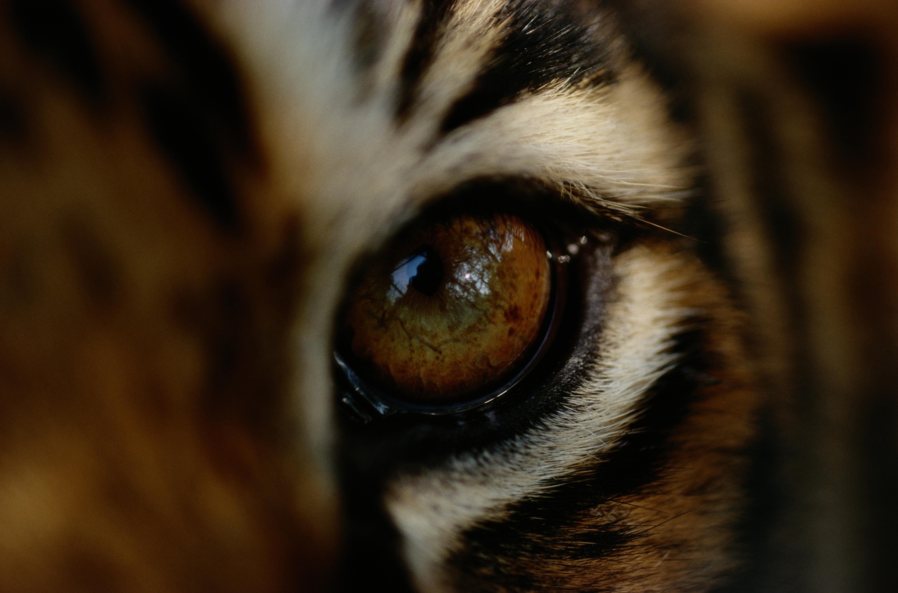 Close-up of the eye of a captive Bengal tiger, Panthera tigris tigris.