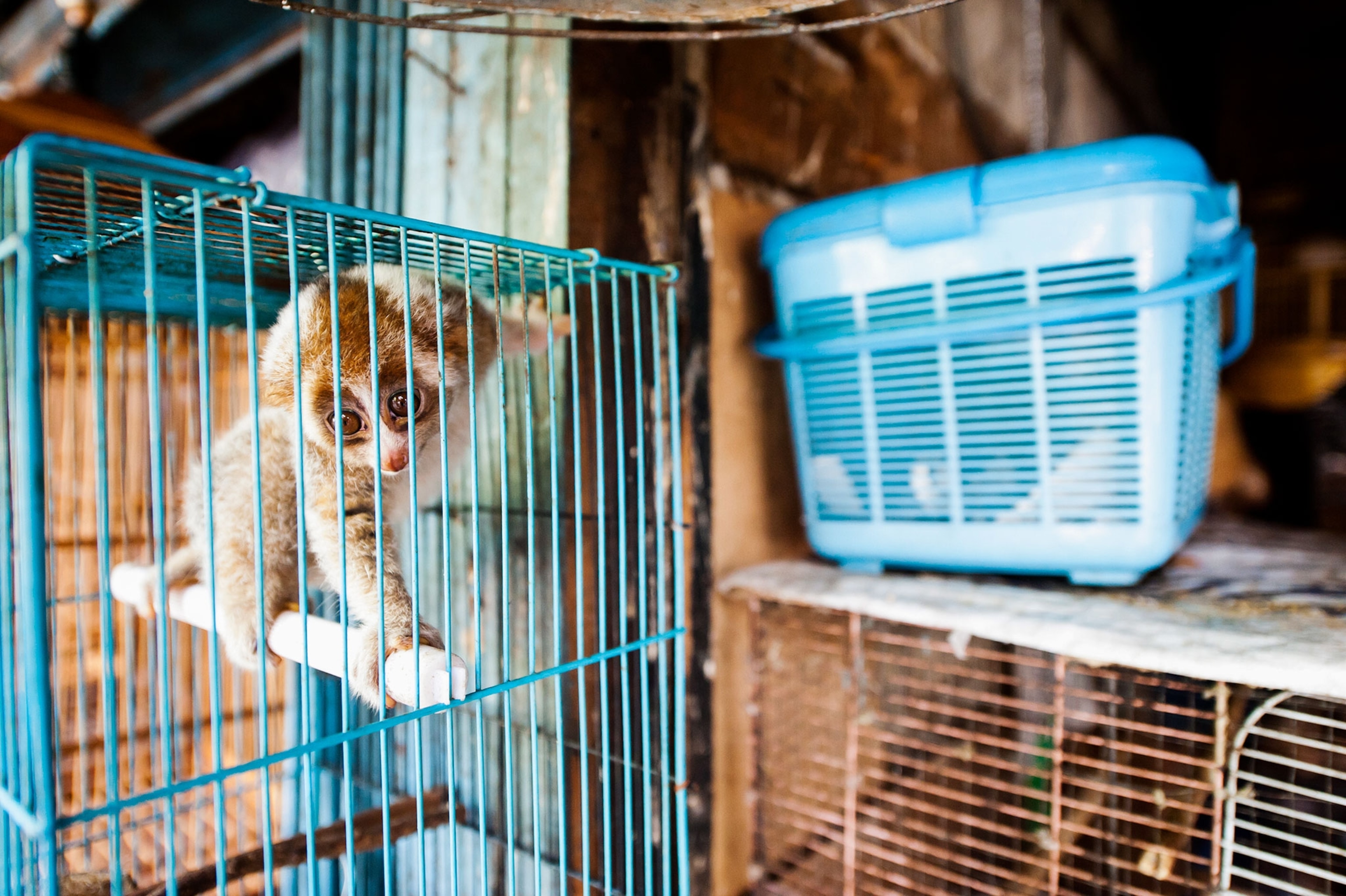 a slow loris in a cage