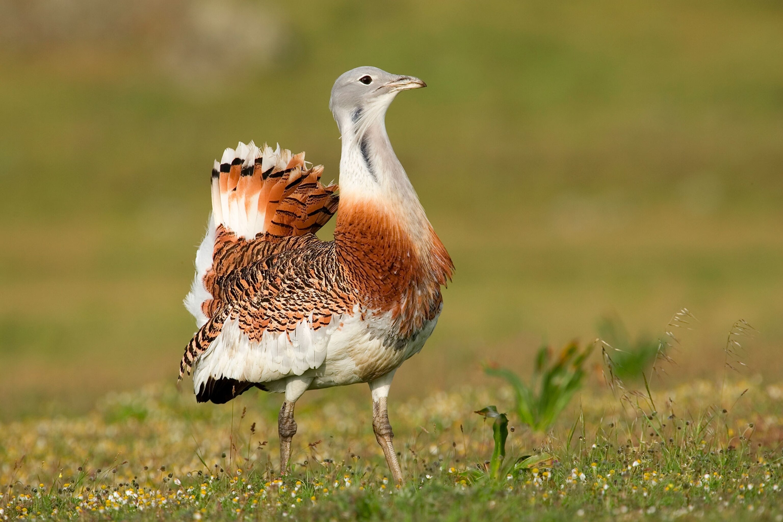 is the wandering albatross a carnivore a great bustard in Spain