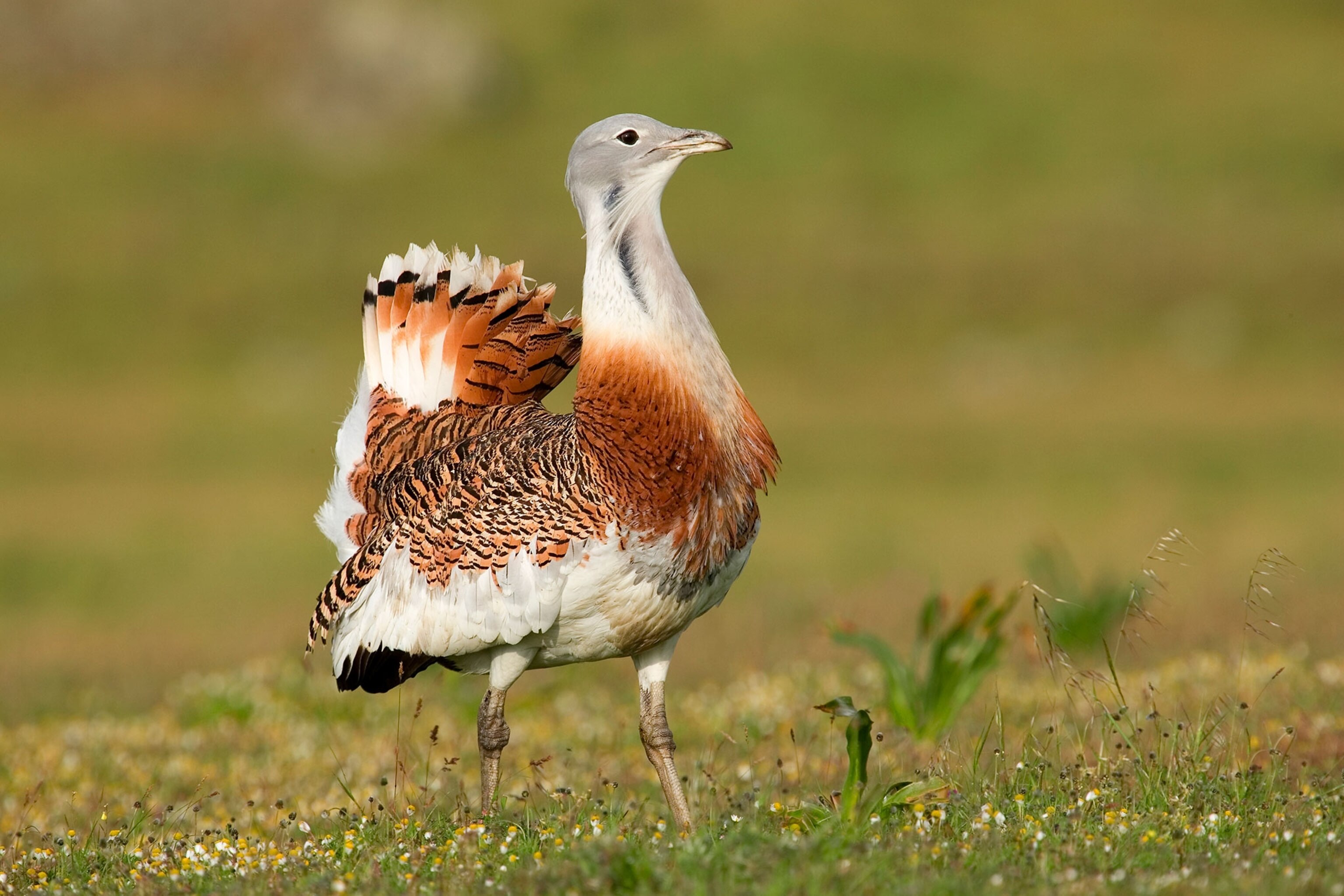 a great bustard in Spain