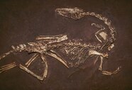Would Dinosaurs Have Died Off Without An Asteroid Here s The Science 