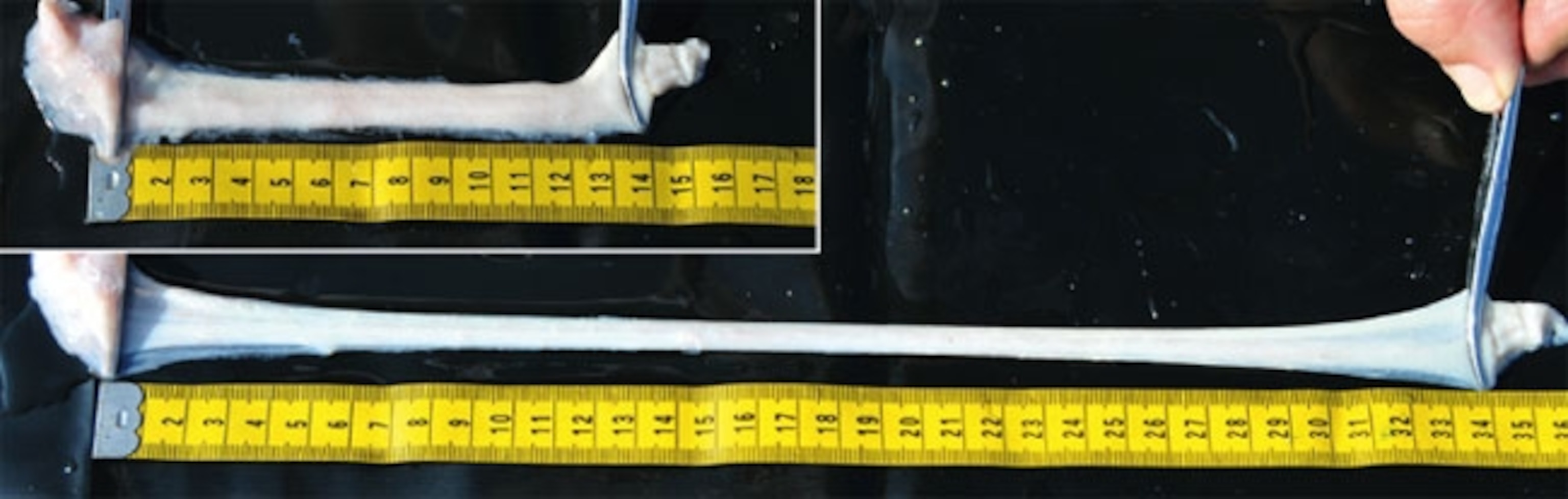 A fin whale nerve being stretched. Credit: Vogt et al, 2015.