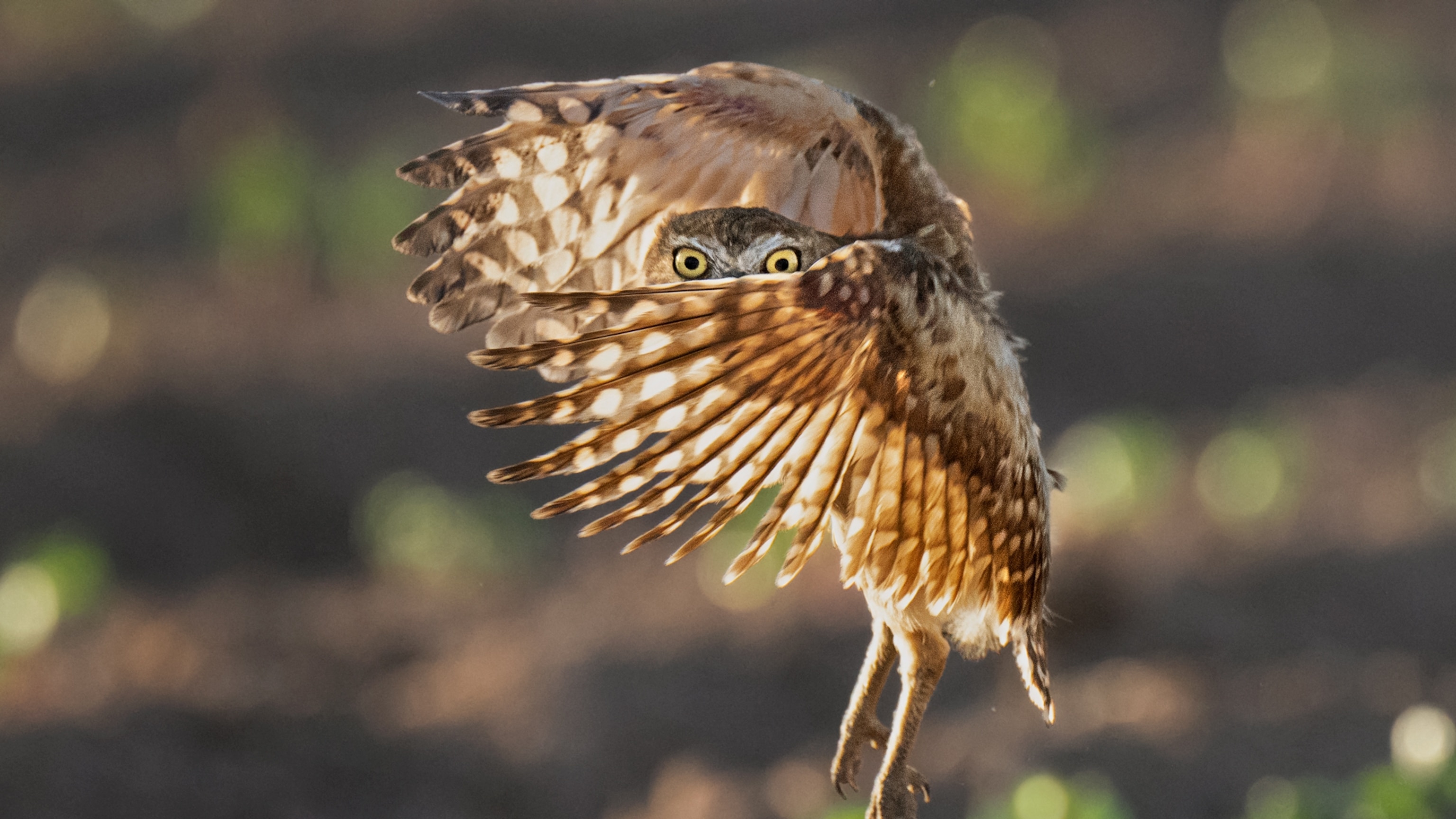 What can save the desert's most tenacious birds? Tiny underground apartments.