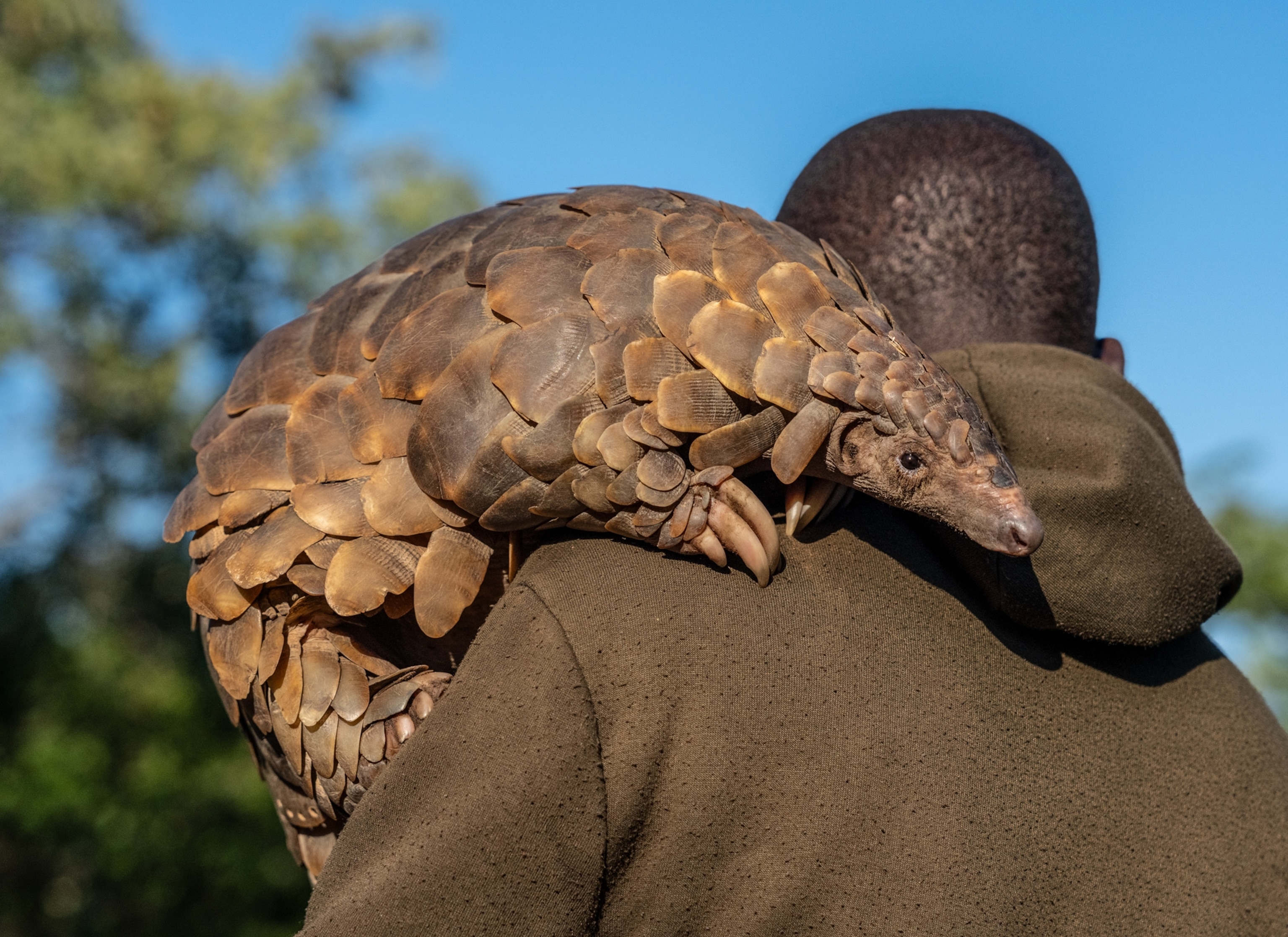 A large pangolin rests on the should have a man in a brown sweatshirt. The man is facing away from the camera and holding the pangolin near his chest and over his shoulder, and the pangolin's face is toward the camera