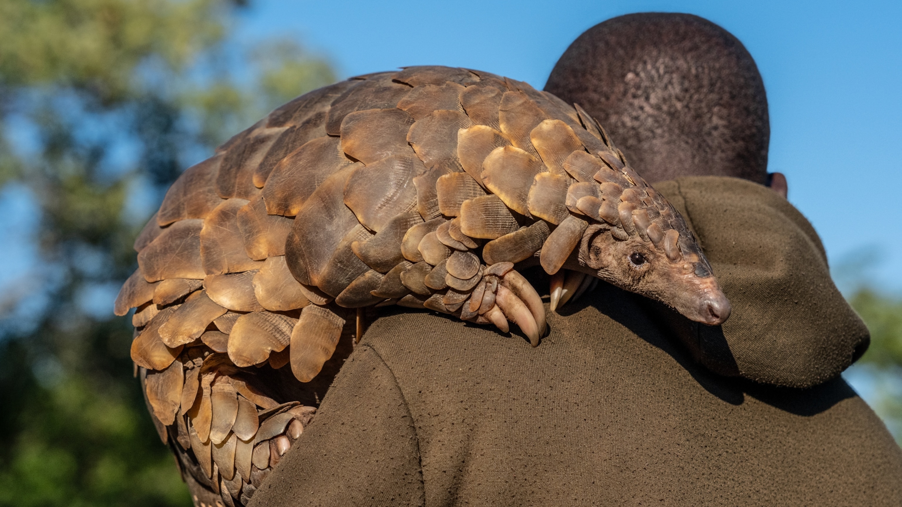 Fighting to Save the Pangolin, the World’s Most Wanted Animal