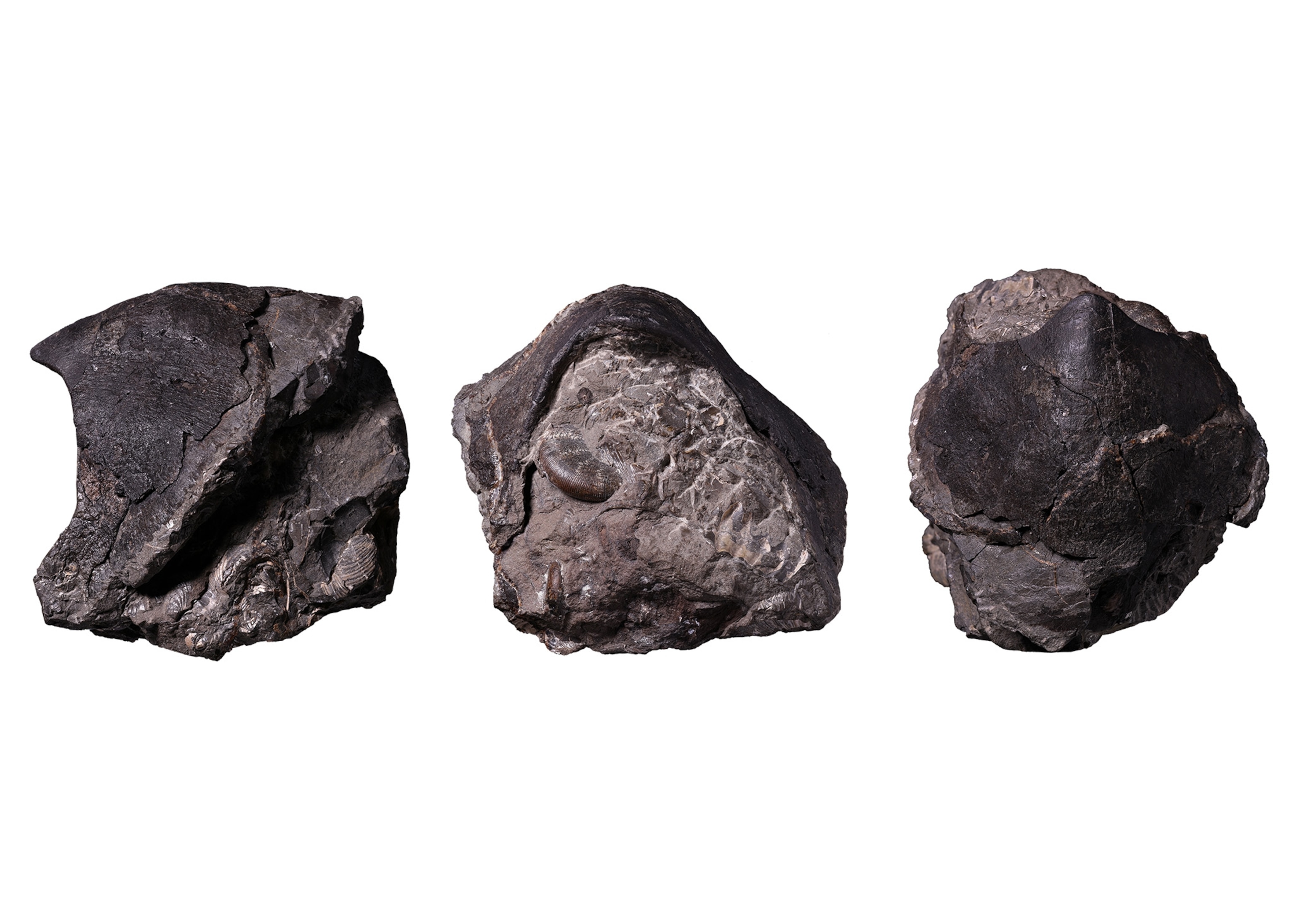 three different views of a fossilized lower jaw of an adult Cretaceous kraken. Each fossil is dark, stone gray, with a variety of textures, including smooth edges, ridges, and uniform ribbing.
