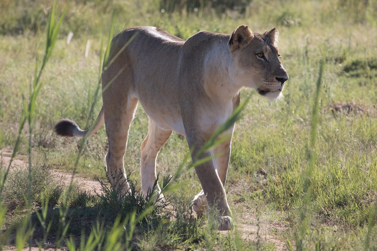 Woman's Fatal Lion Mauling at Kevin Richardson South Africa Reserve