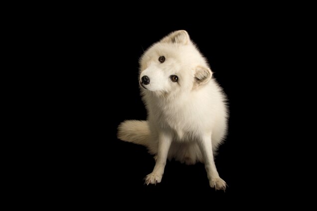 Arctic Fox National Geographic