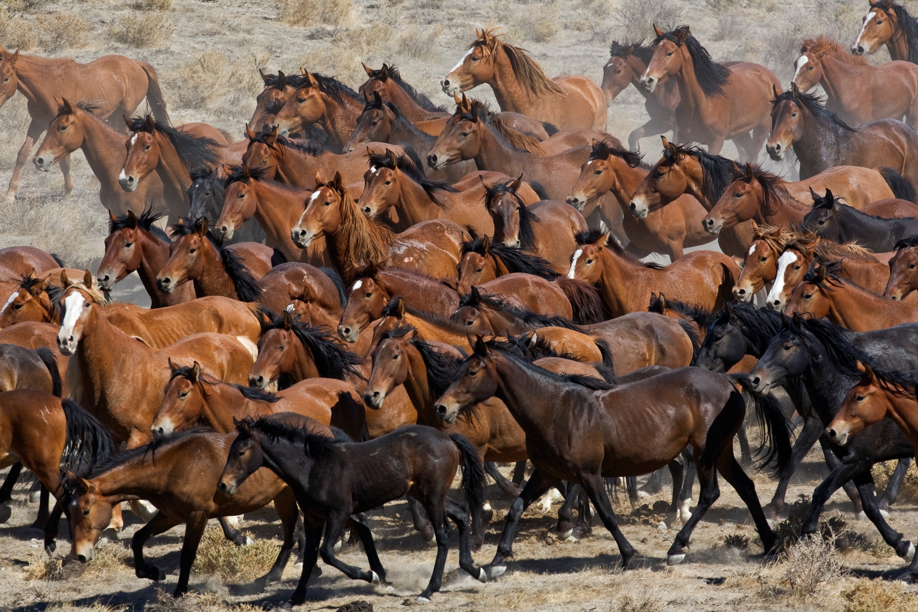 A herd of wild horses run together in a field.