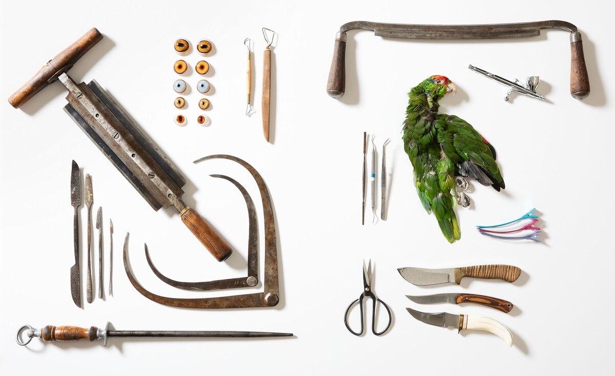 13 Tools of Taxidermy