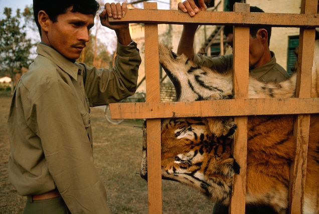 Game rangers carry a confiscated tiger skin drying on a rack in Royal Bardia National Park in Nepal. PHOTOGRAPH BY GEMUNU AMARASINGHE, AP