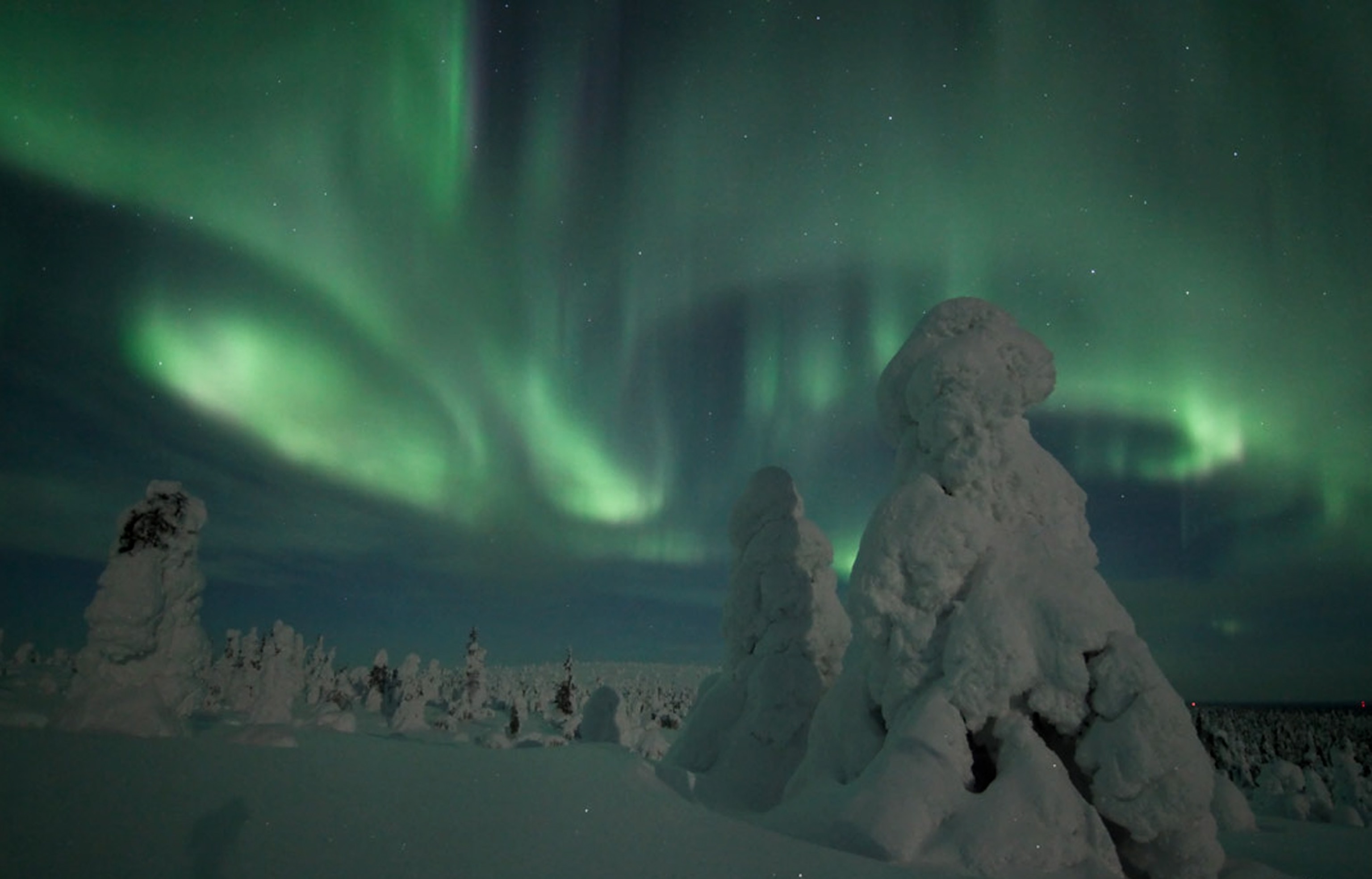 A photo of aurora and frozen trees