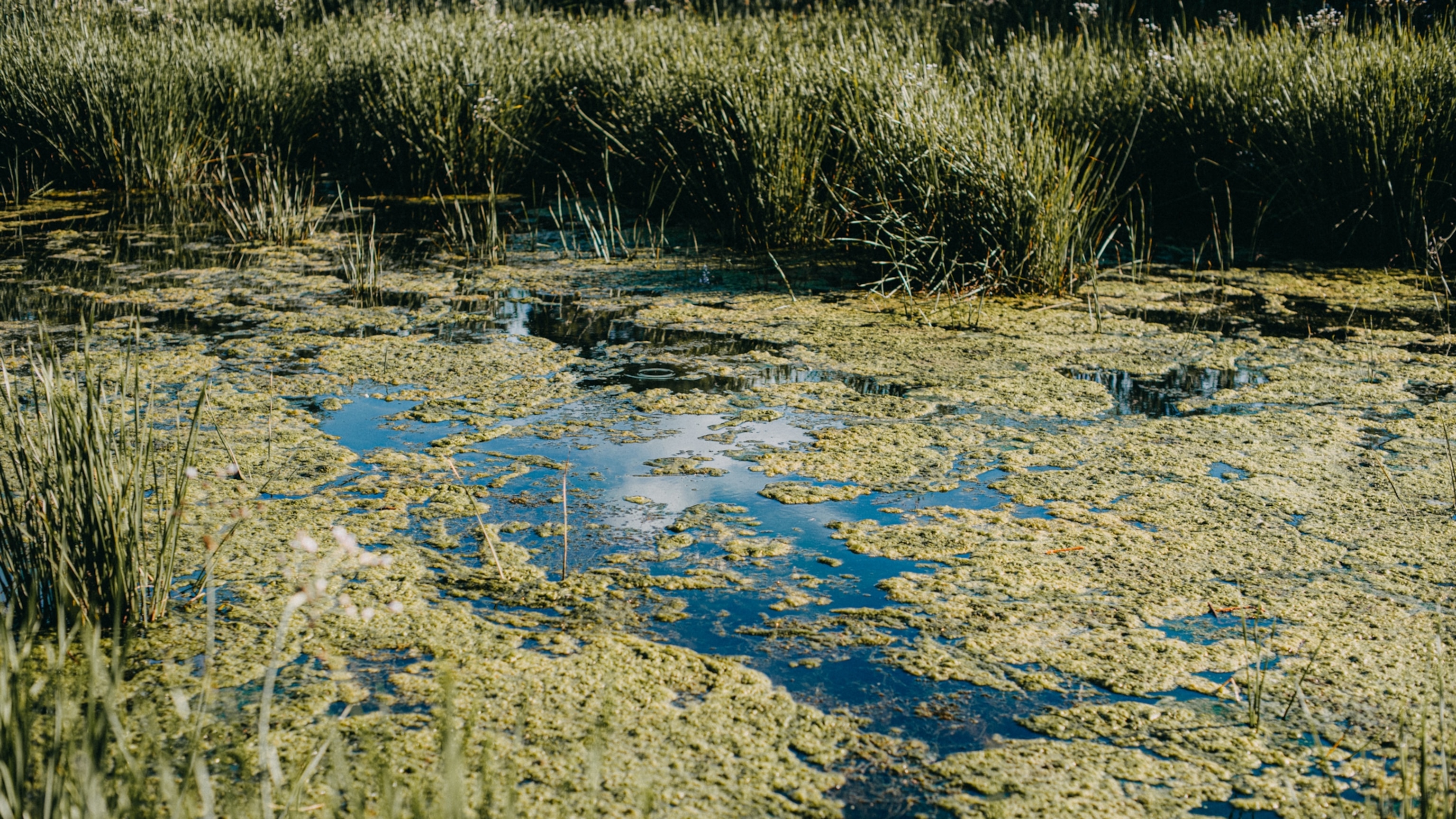 Flesh-eating bacteria are becoming more pervasive—here’s why