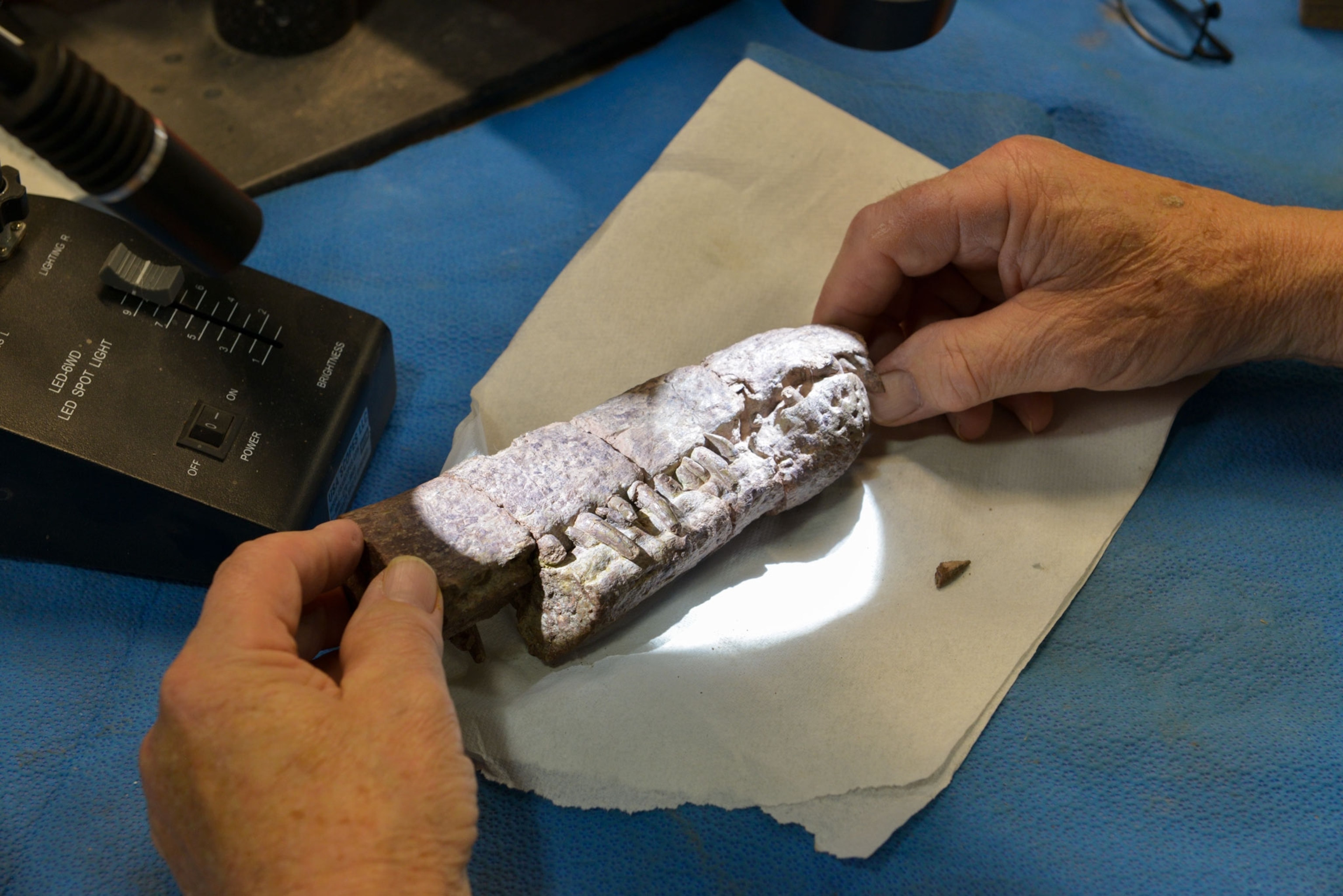 a dinosaur fossil discovered in Bears Ears National Monument