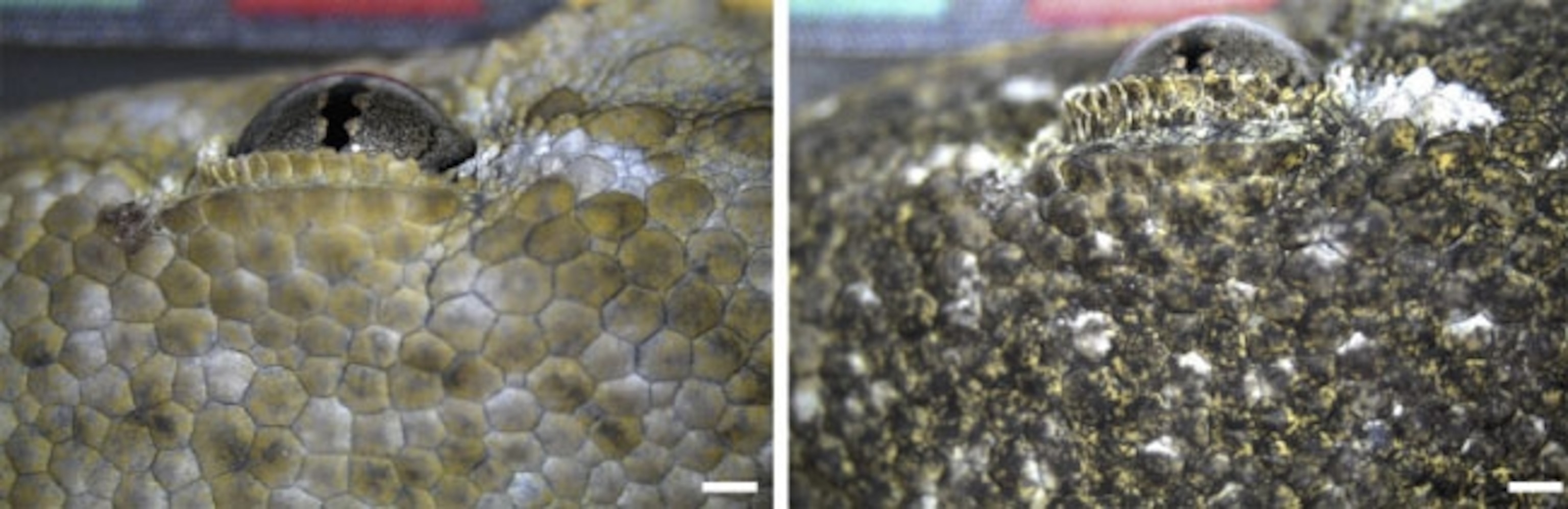 Skin of the same gecko, placed on white (left) and dark (right) surfaces.