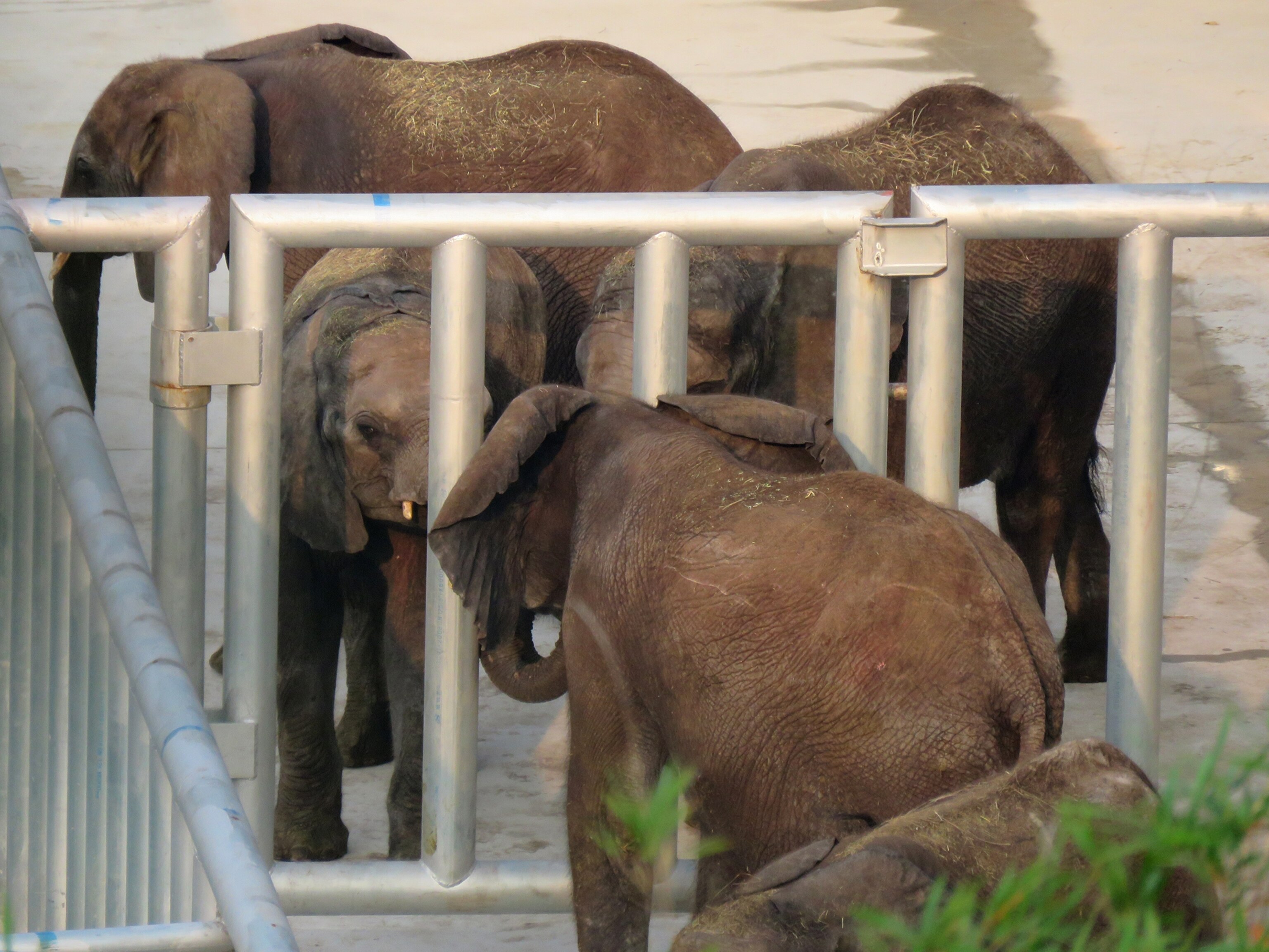 All five young elephants