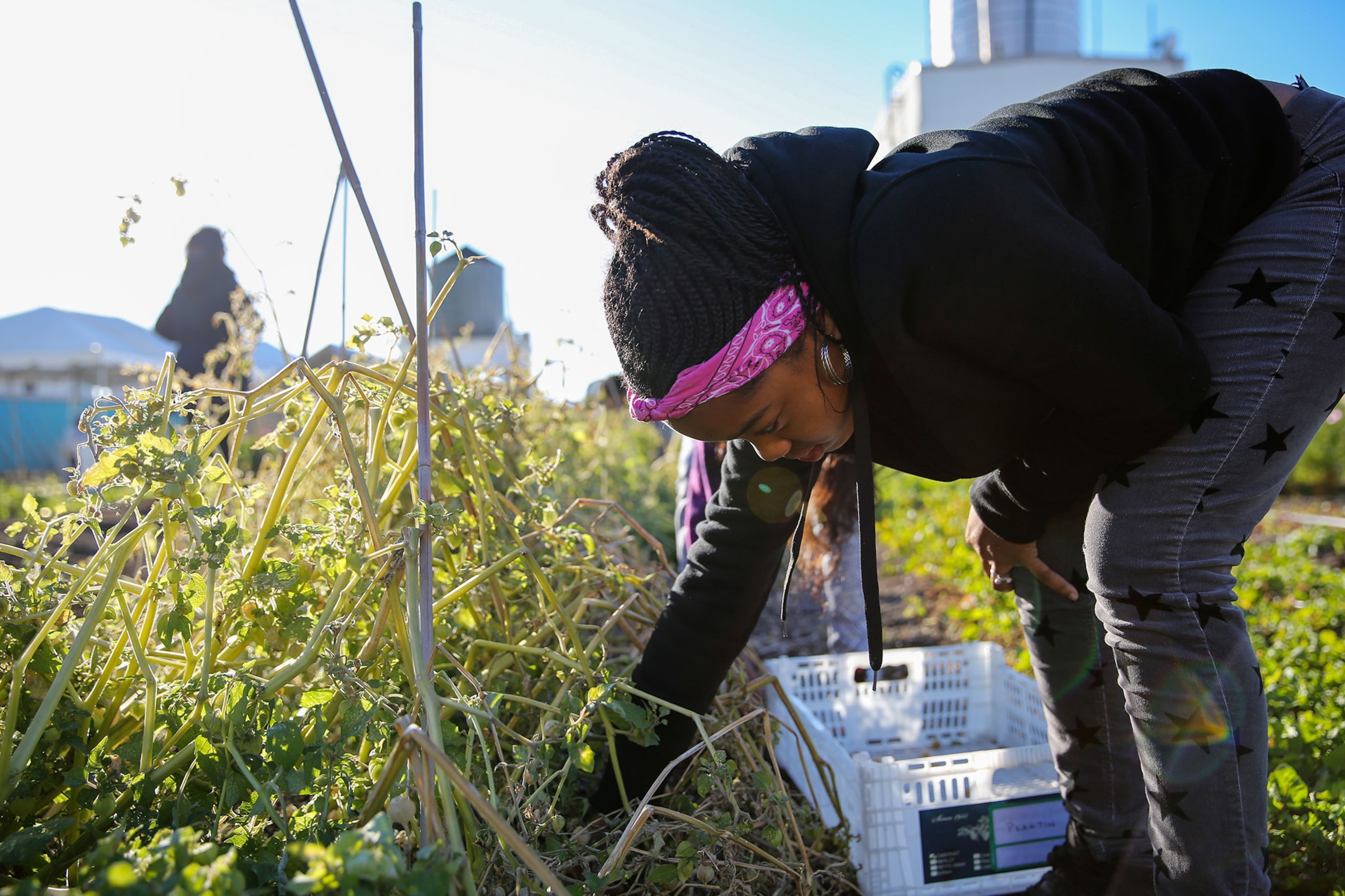 harvesting ground berries