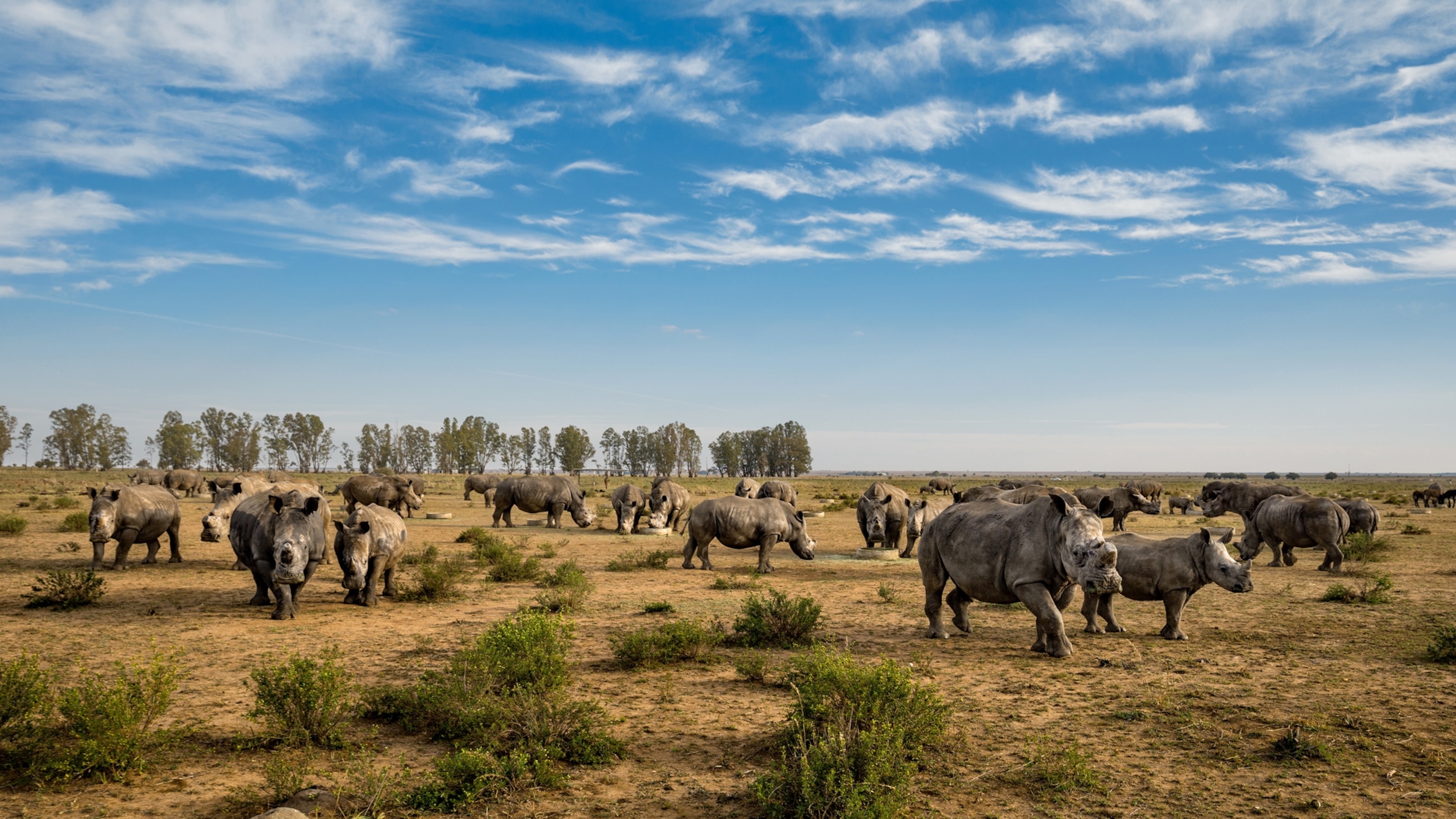 01-nice-shot-rhinos_16x9.jpg?w