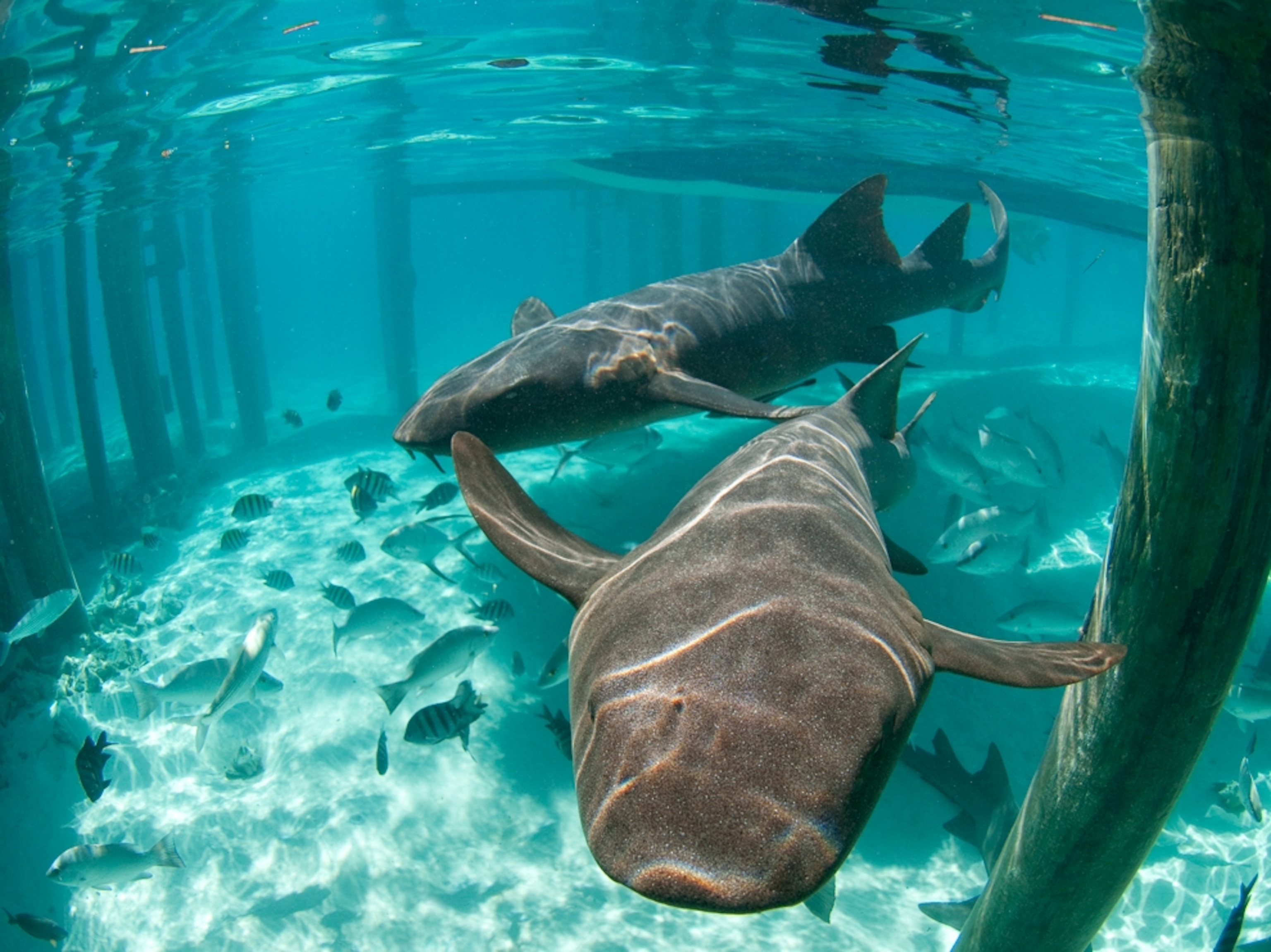 nurse sharks under dock