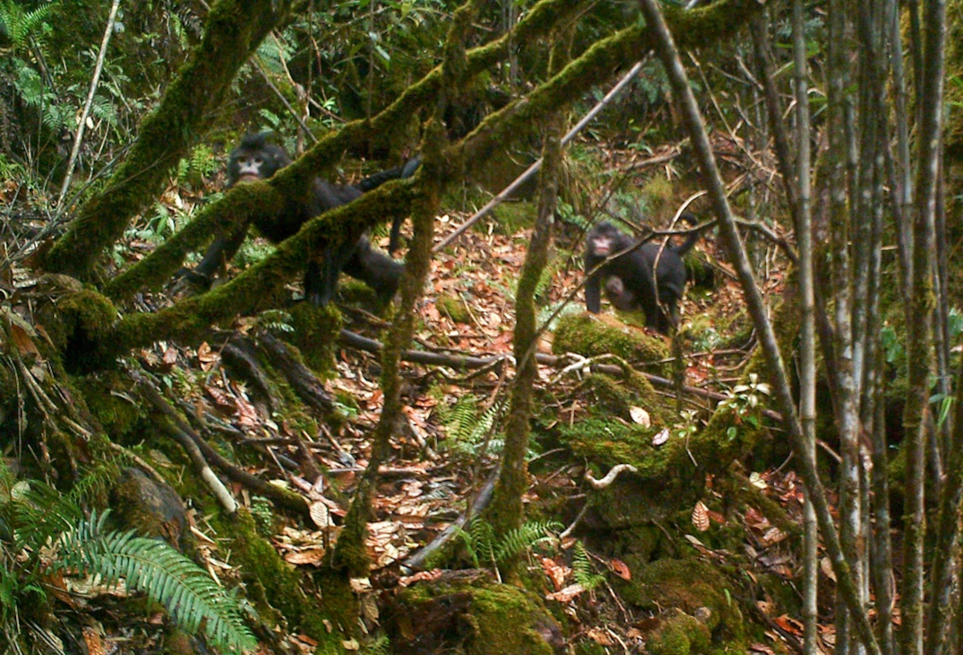 Snub-nosed monkeys picture