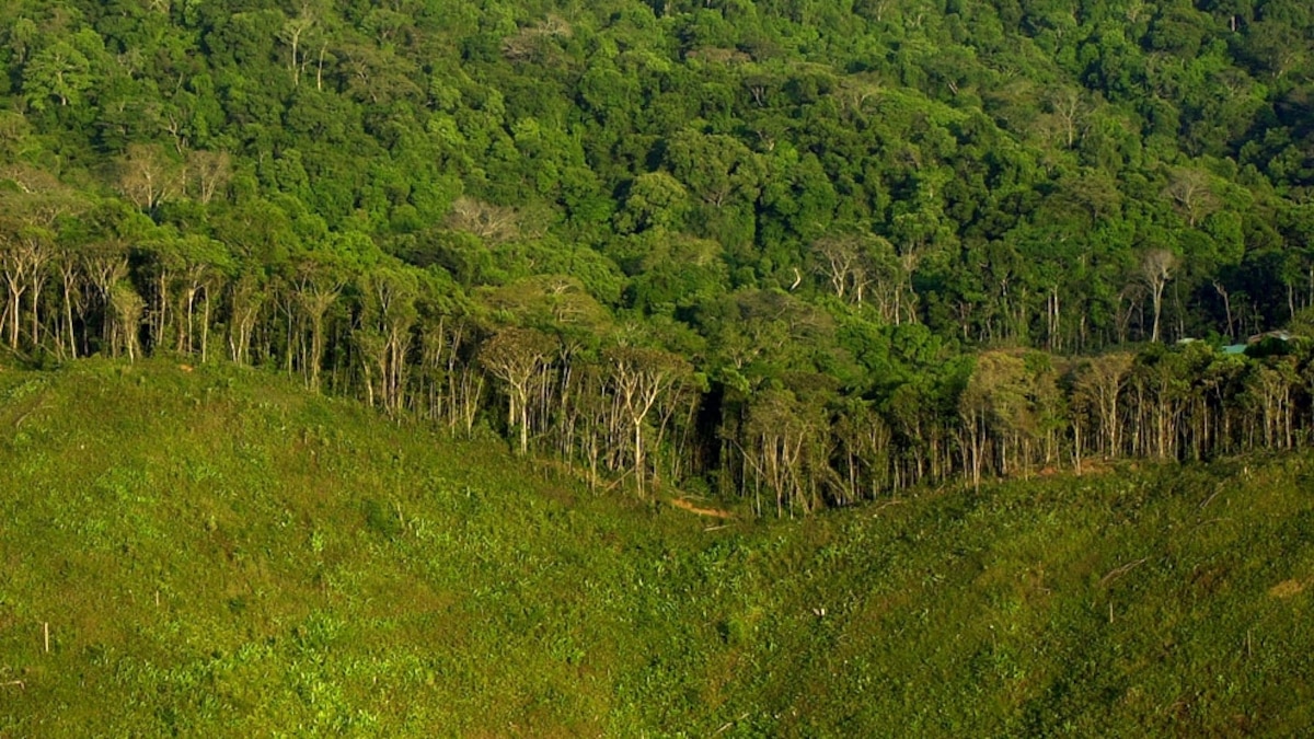 Deforestation Causes - Revolution