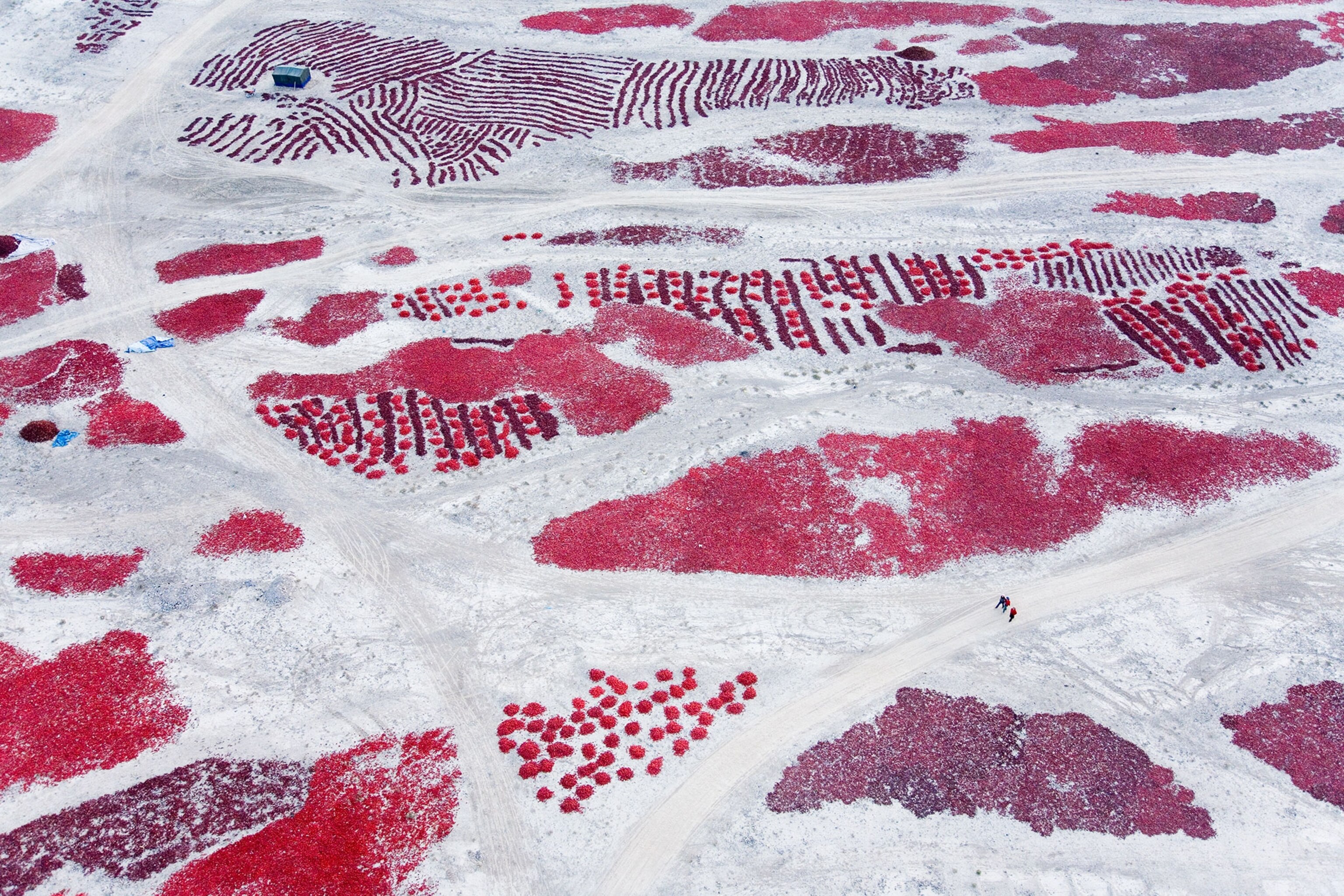 red peppers laid out to dry after harvest