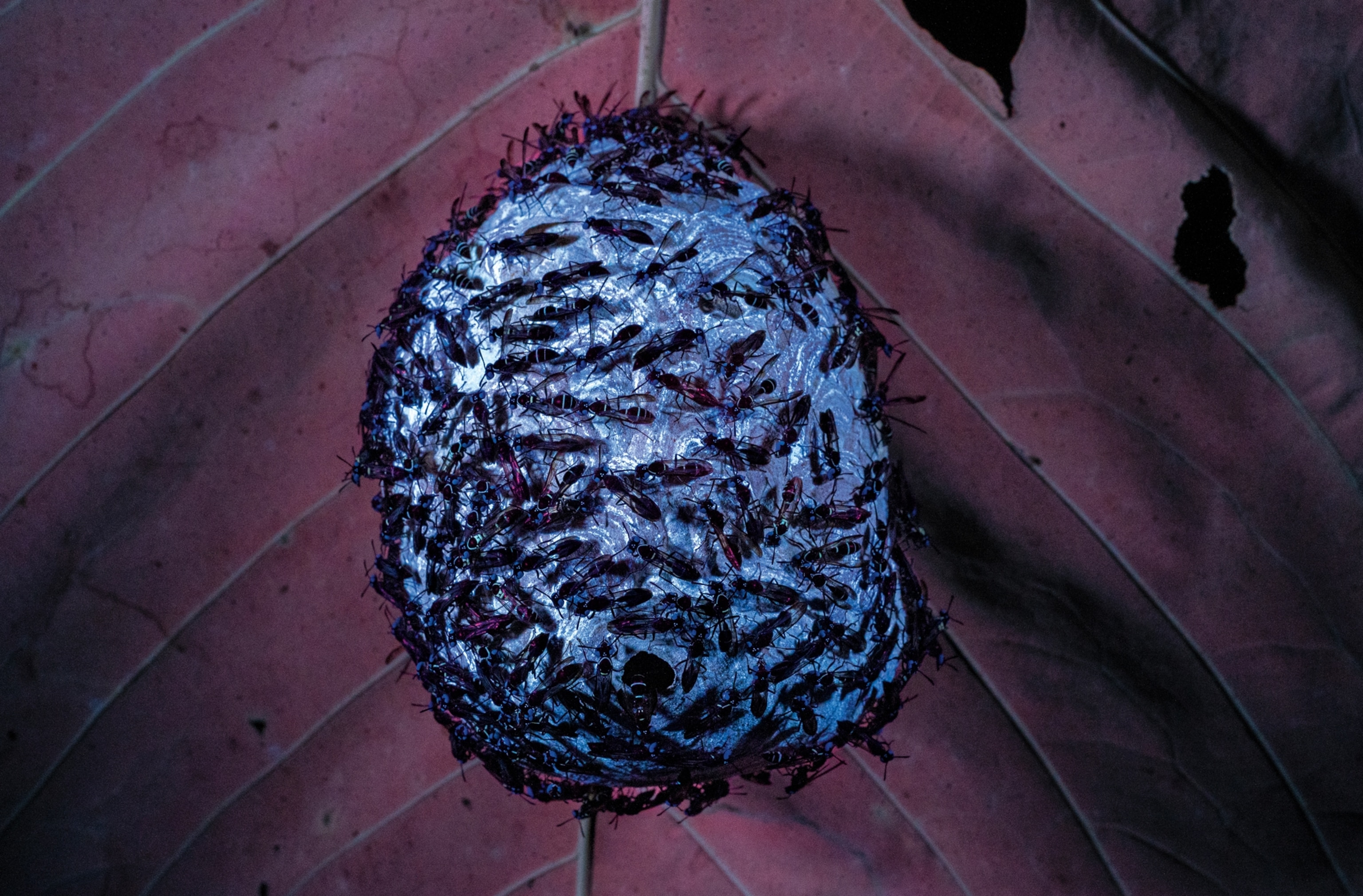 A wasp nest shows as a shiny blue with dark wasps crawling around it and is in front of a dark purple leaf.