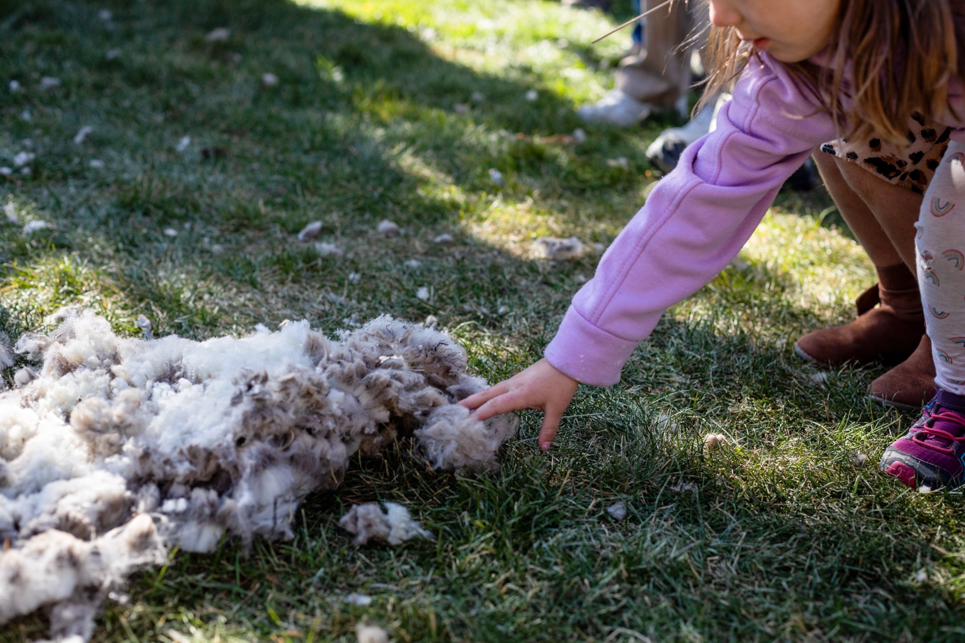 kids feeling freshly sheared wool at the Trailing of the Sheep Festival in Hailey, Idaho