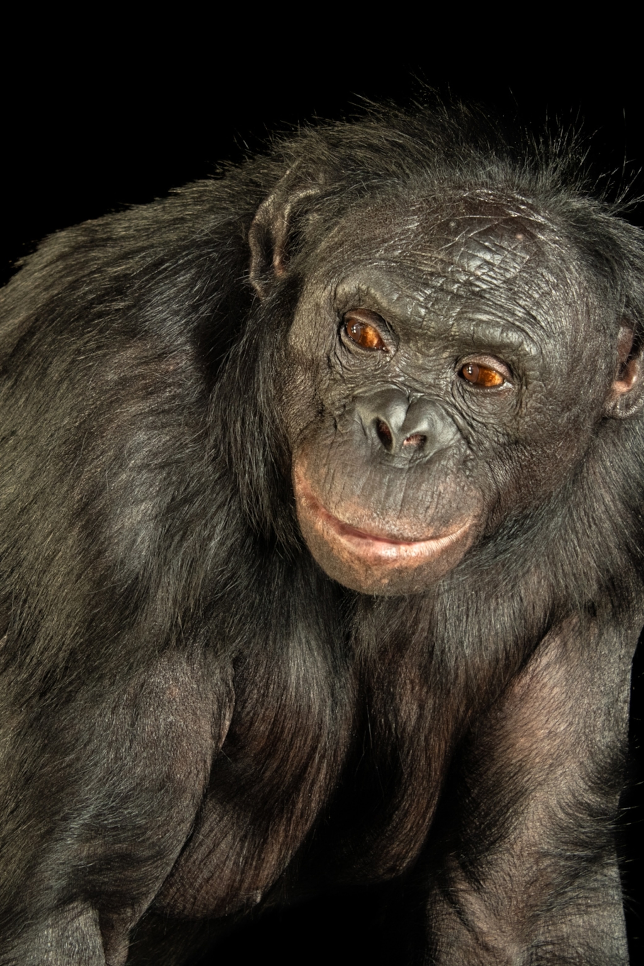 5 Comparison of party size and composition between chimpanzees and