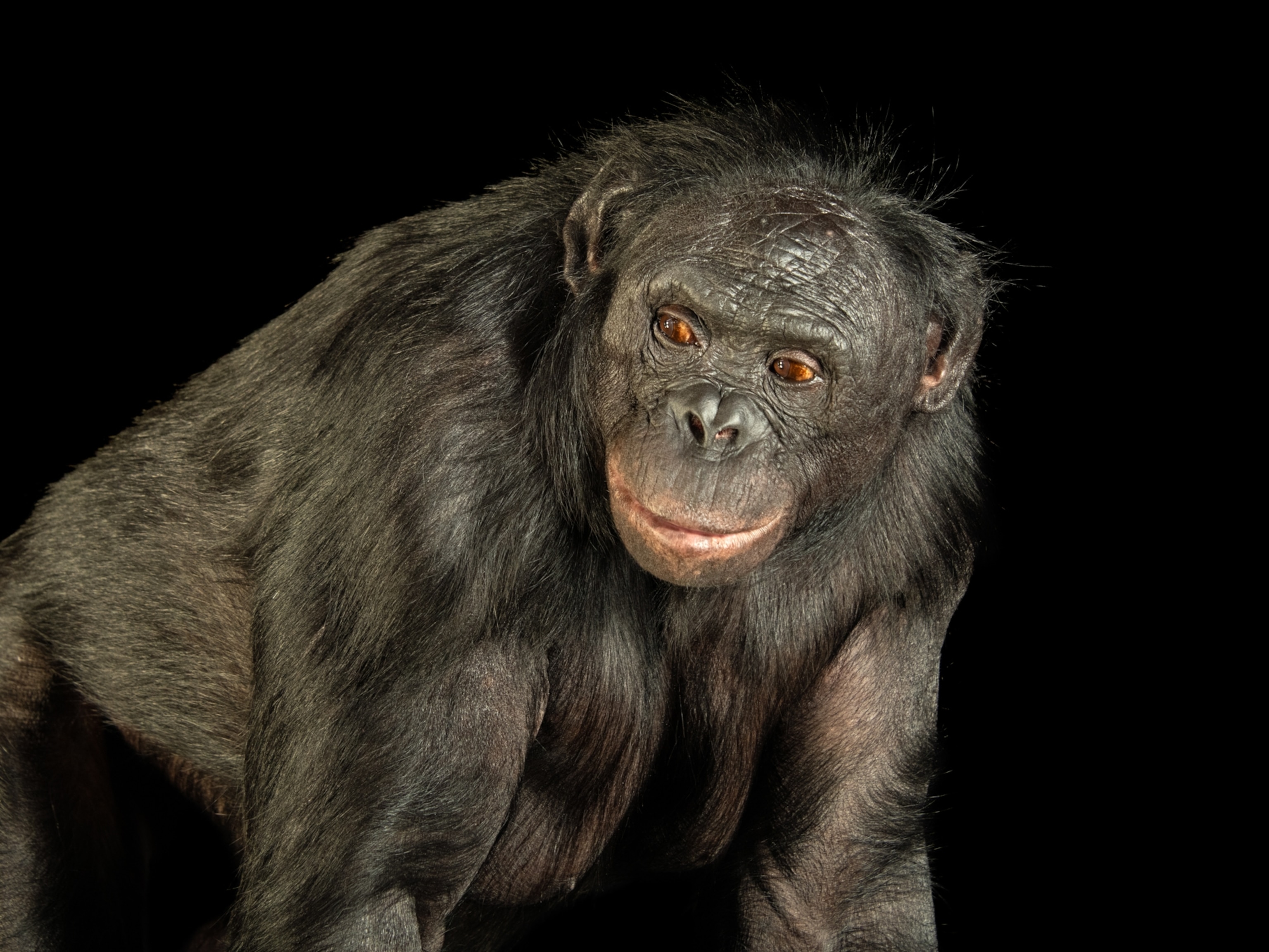 chimpanzee mating with human