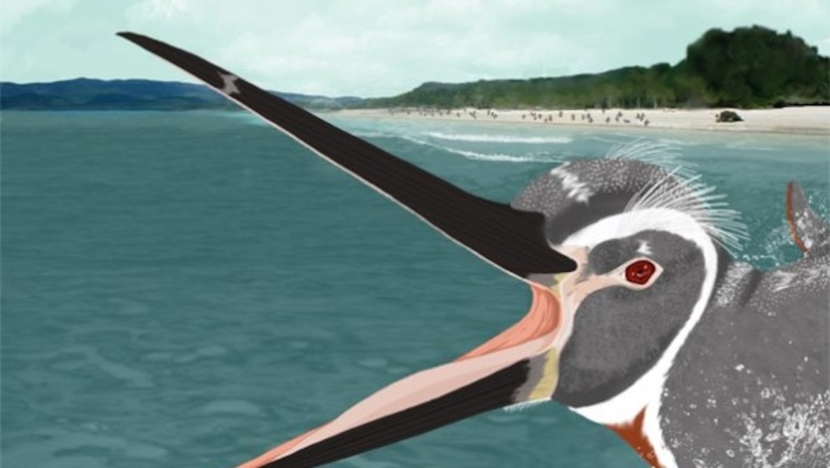 A Fossil Penguin Gets Its Colours