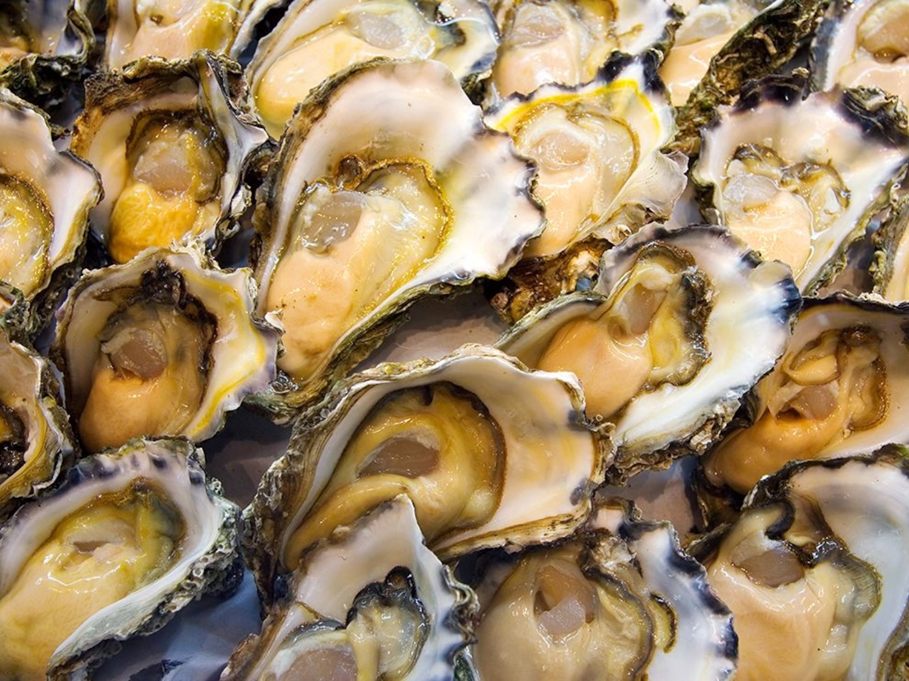 fresh oysters, Sydney, Australia