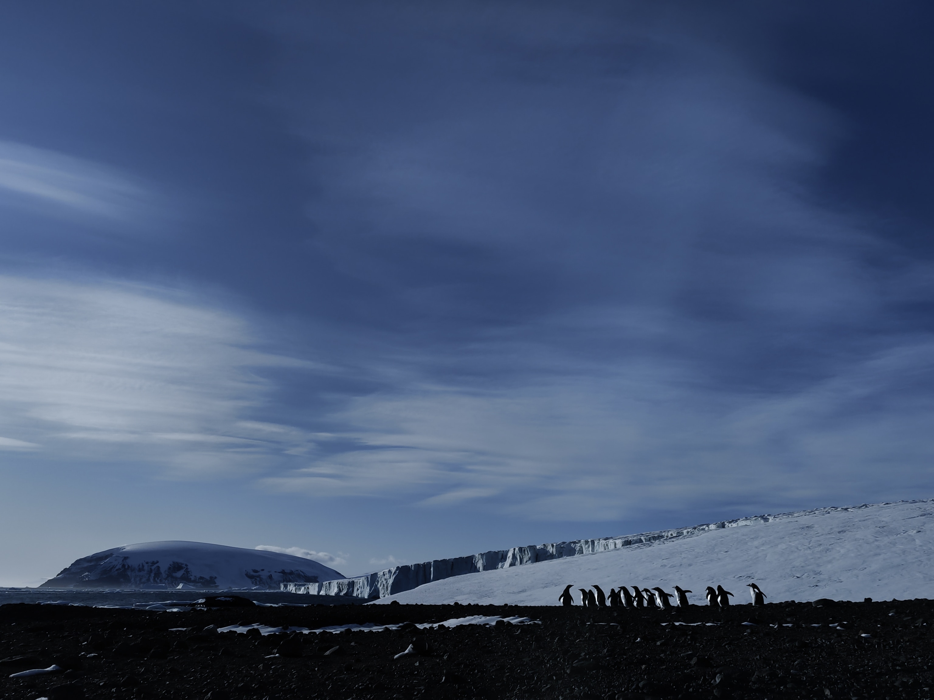 gentoo penguins on Brown Bluff in Antarctica