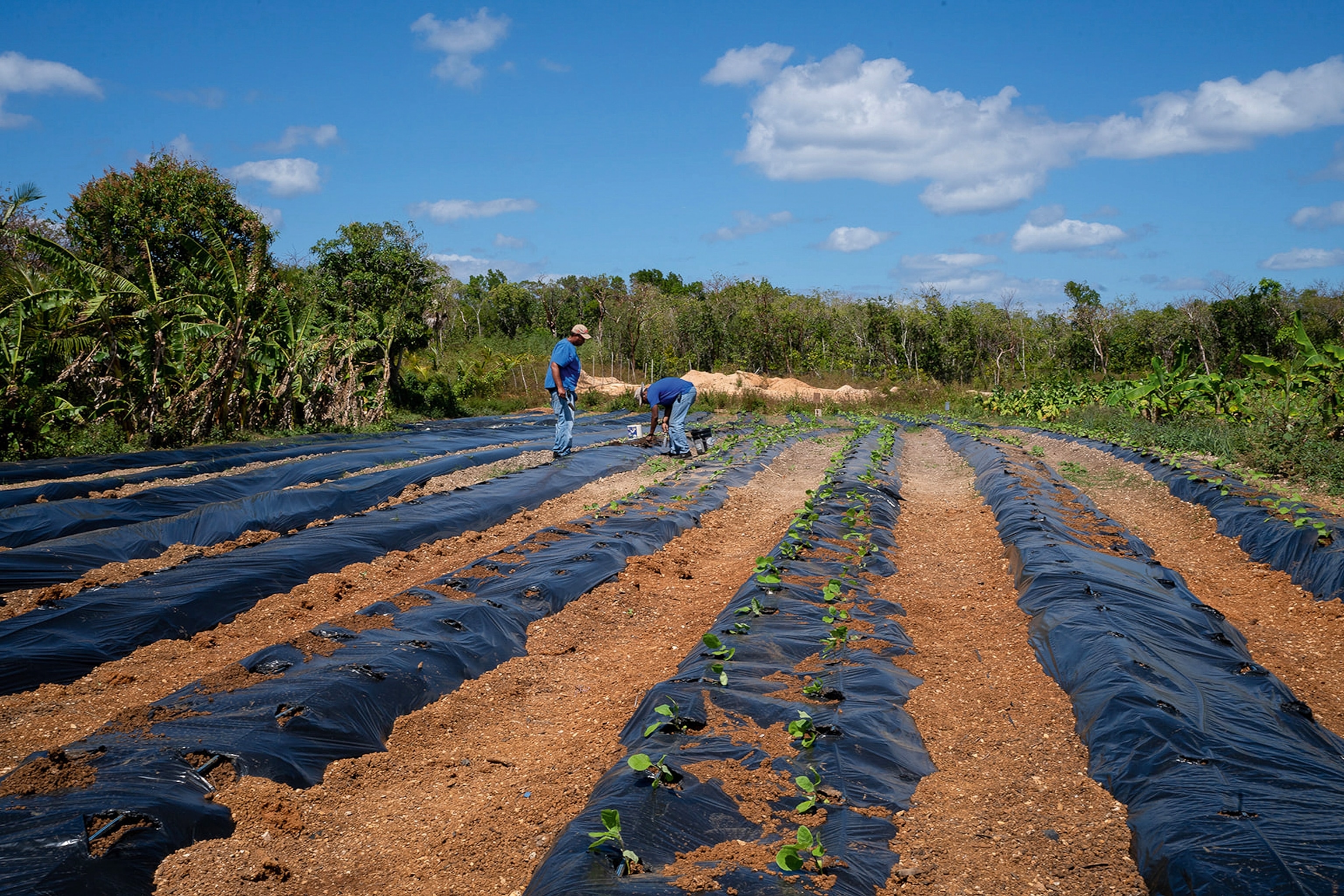 A farmed field with rows of plants and two men tending to the land.