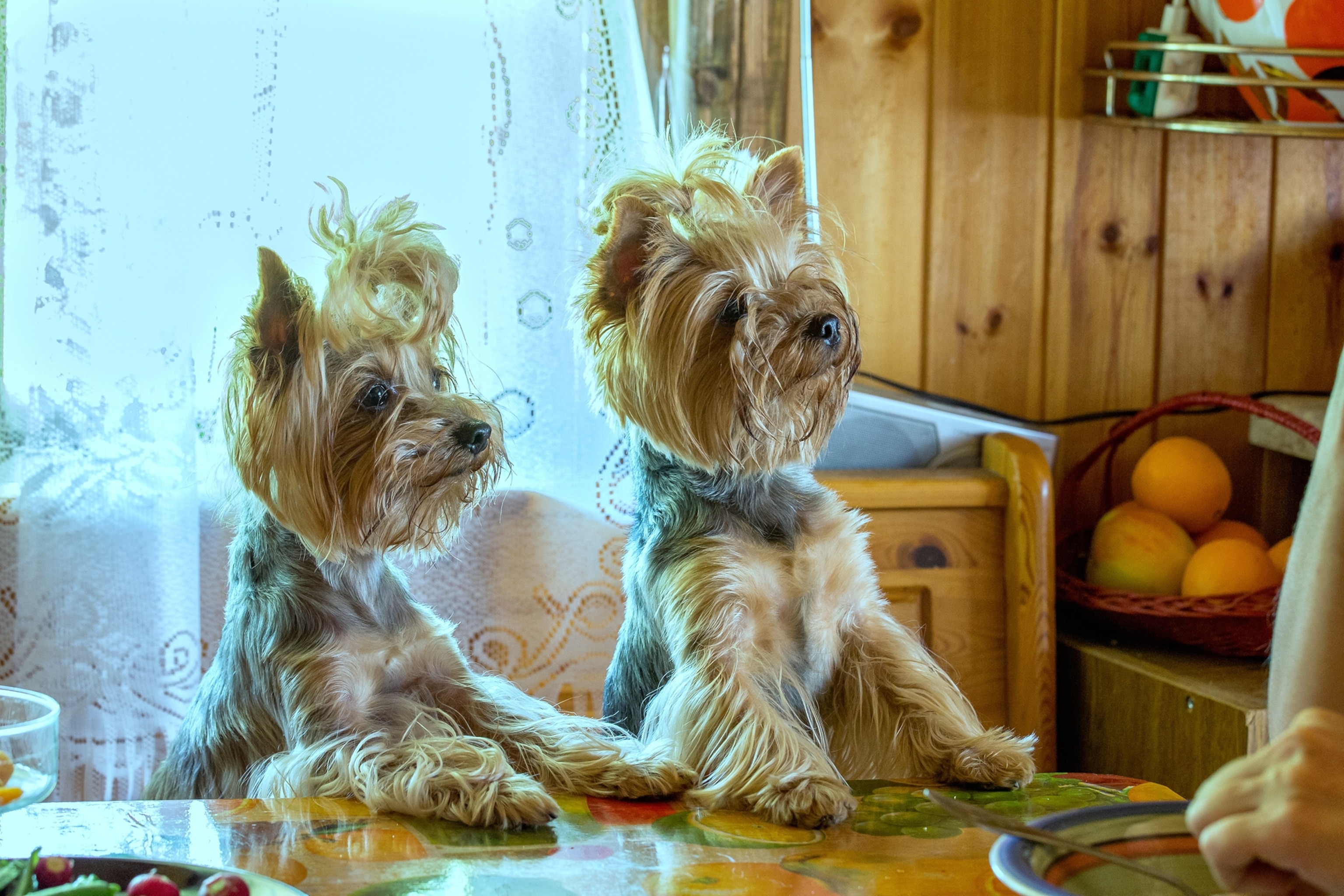 two dogs at a kitchen table