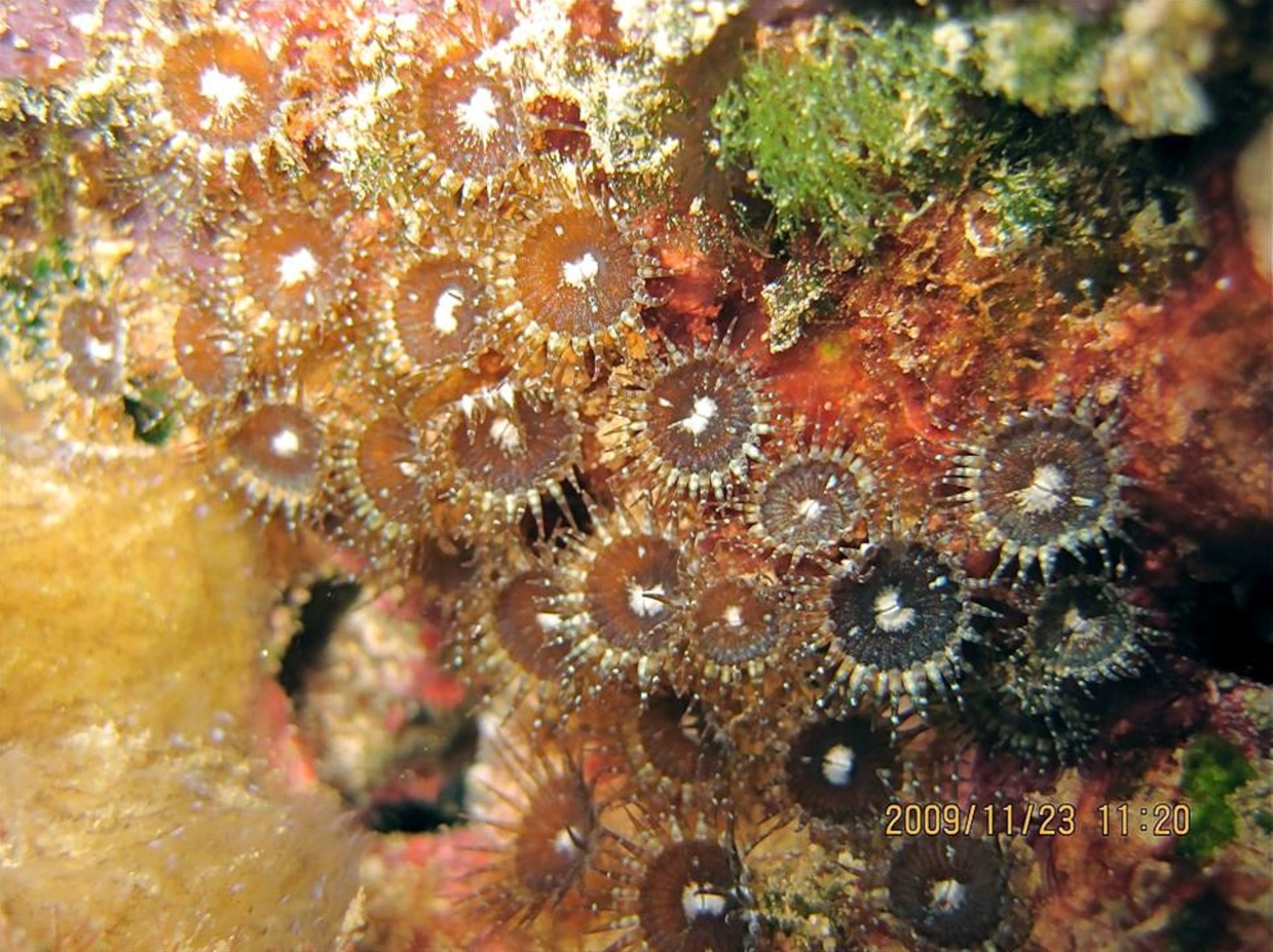Picture of a likely new species of zoanthid, announced today in the final reports of the Census of Marine Life
