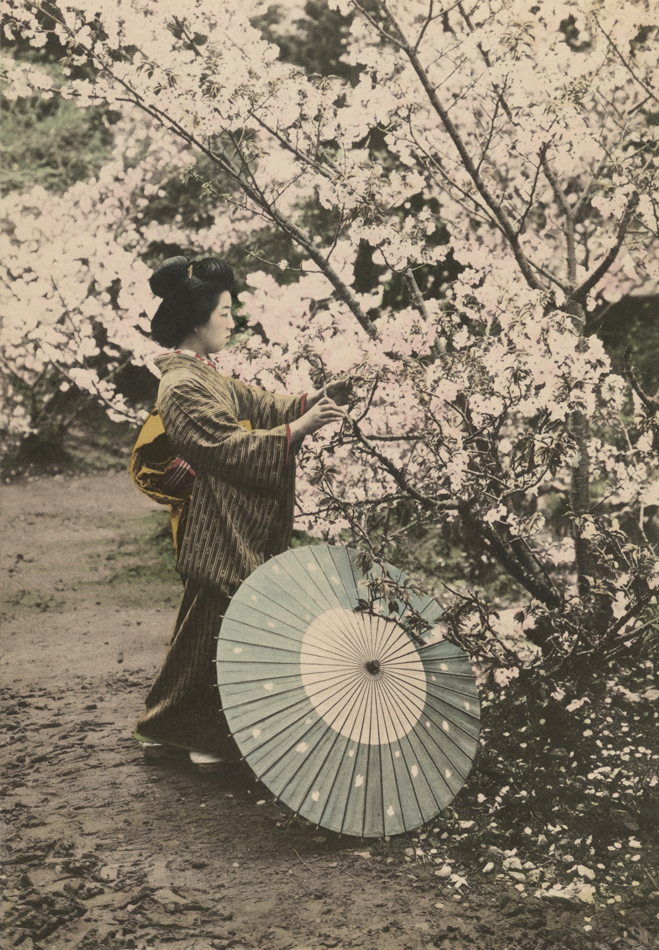 A woman picks at a Cherry Blossom, the spirit of the true Japanese.