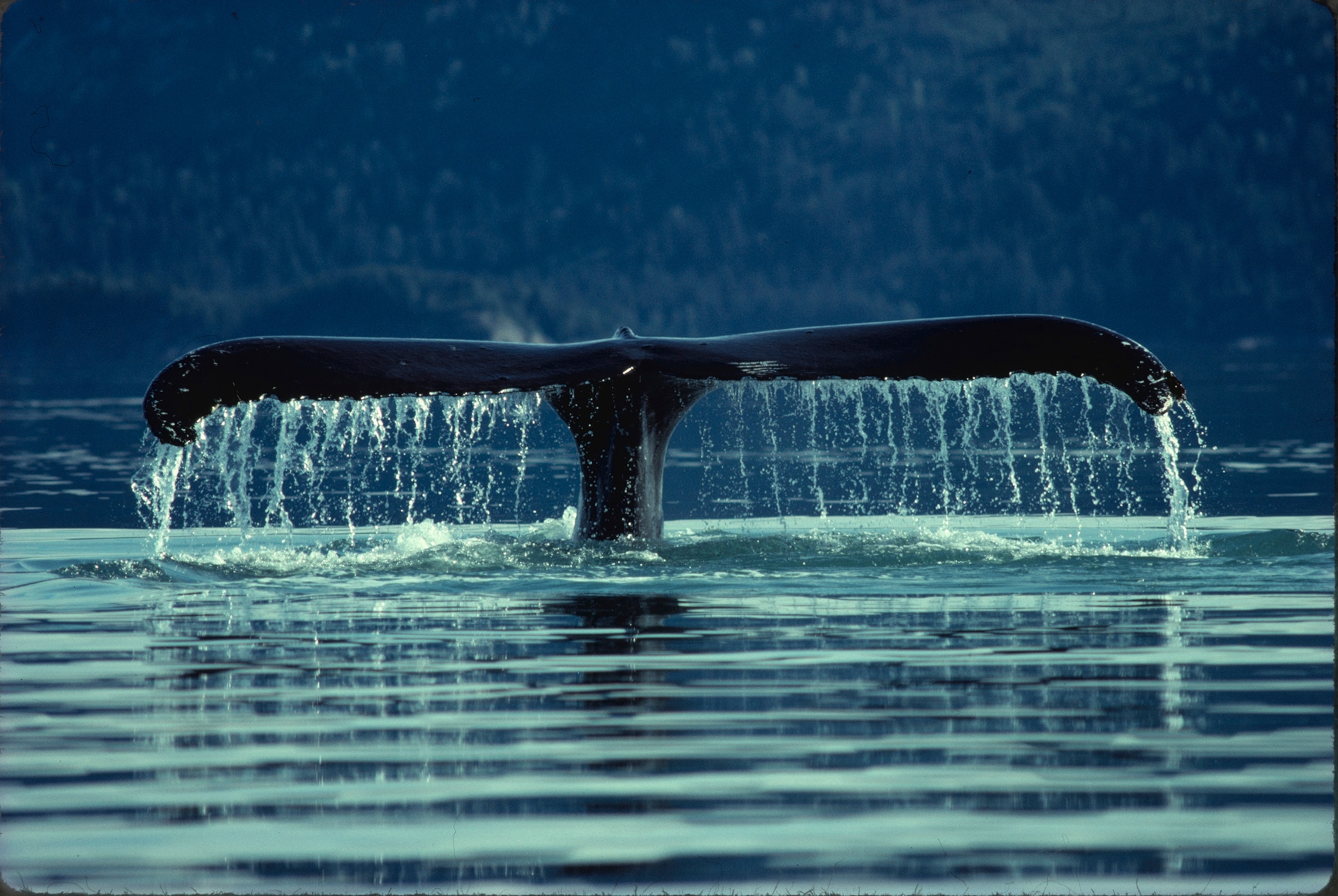 Twice-told tail: Seen in both 1977 and 1978 Alaska’s Glacier Bay, Chop Suey, a whale named for its chopped-off dorsal fin, heaves distinctively marked flukes aloft as it sounds. The sightings give evidence that at least some of Chop Suey’s group of about 25 return to the bay for the summer feeding season. The author also studies the whales as floating islands for plants and animals.