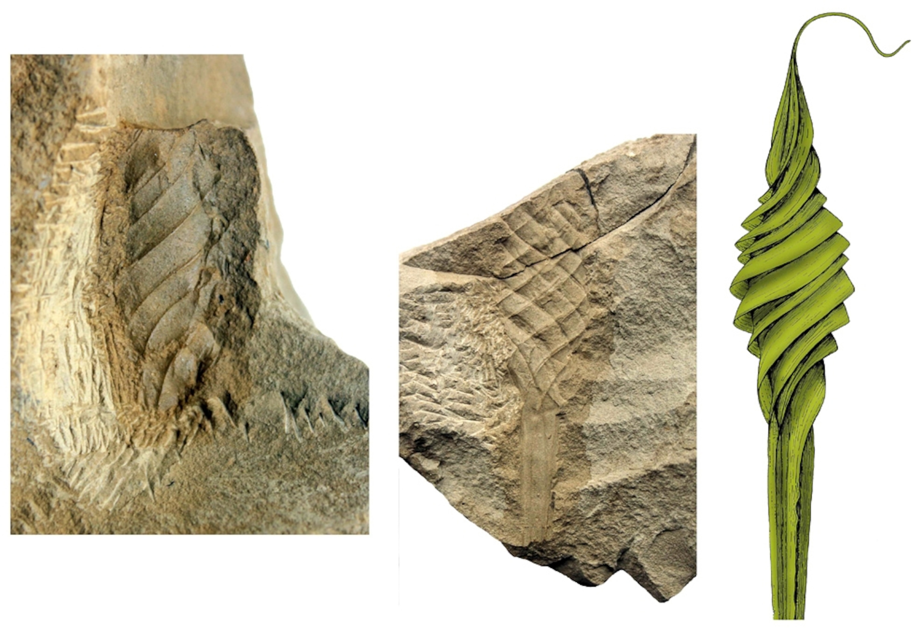 A fossil shark egg capsule.