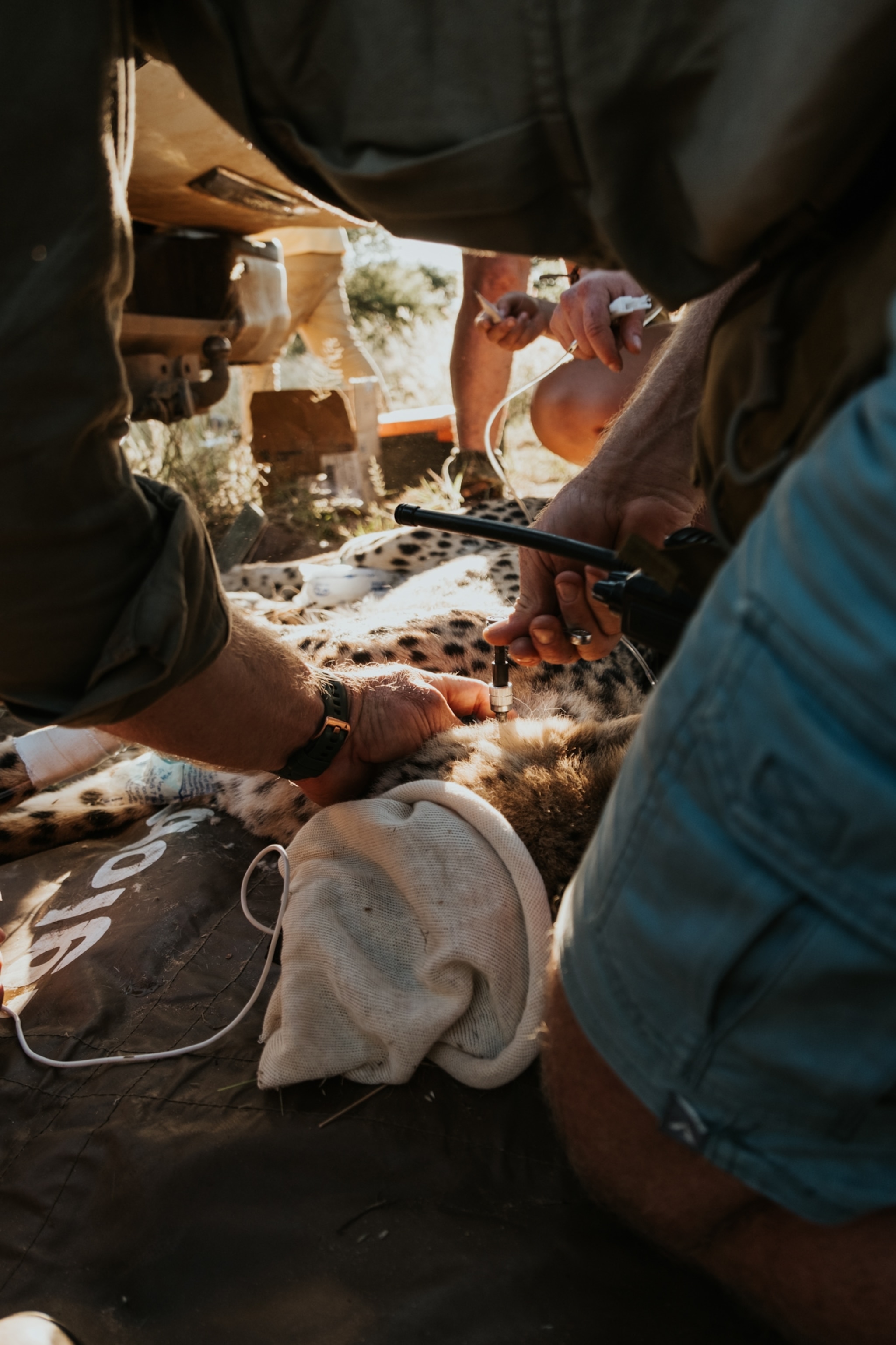 Veterinarians perform a medical procedure on a tranquilized cheetah lying on a mat outdoors