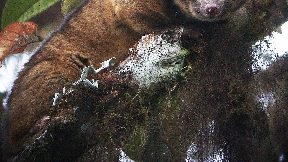 Top 10 New Species Of 2014